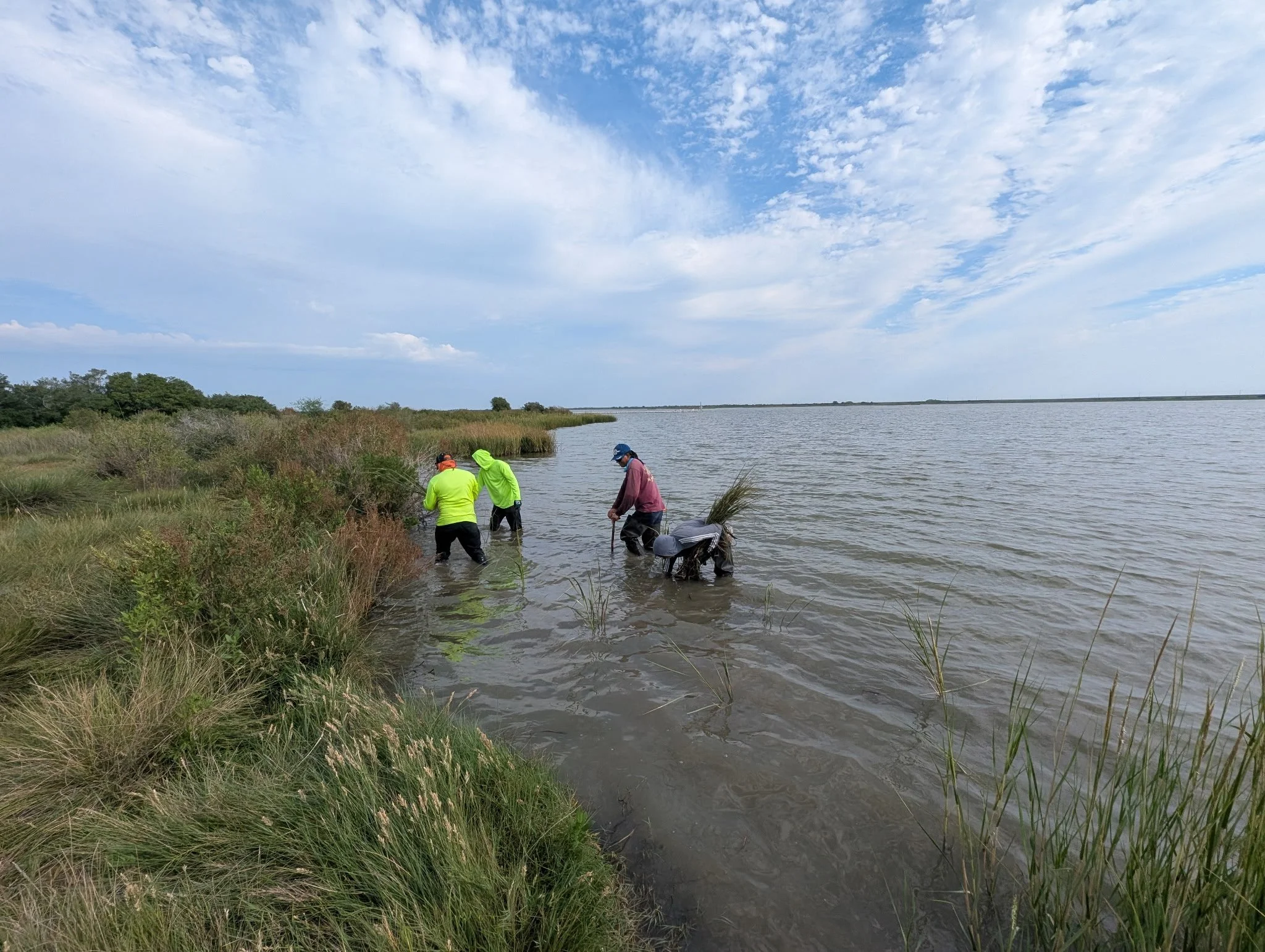 Four people collecting grass or plants in a shallow water body along a grassy shoreline under a partly cloudy sky.