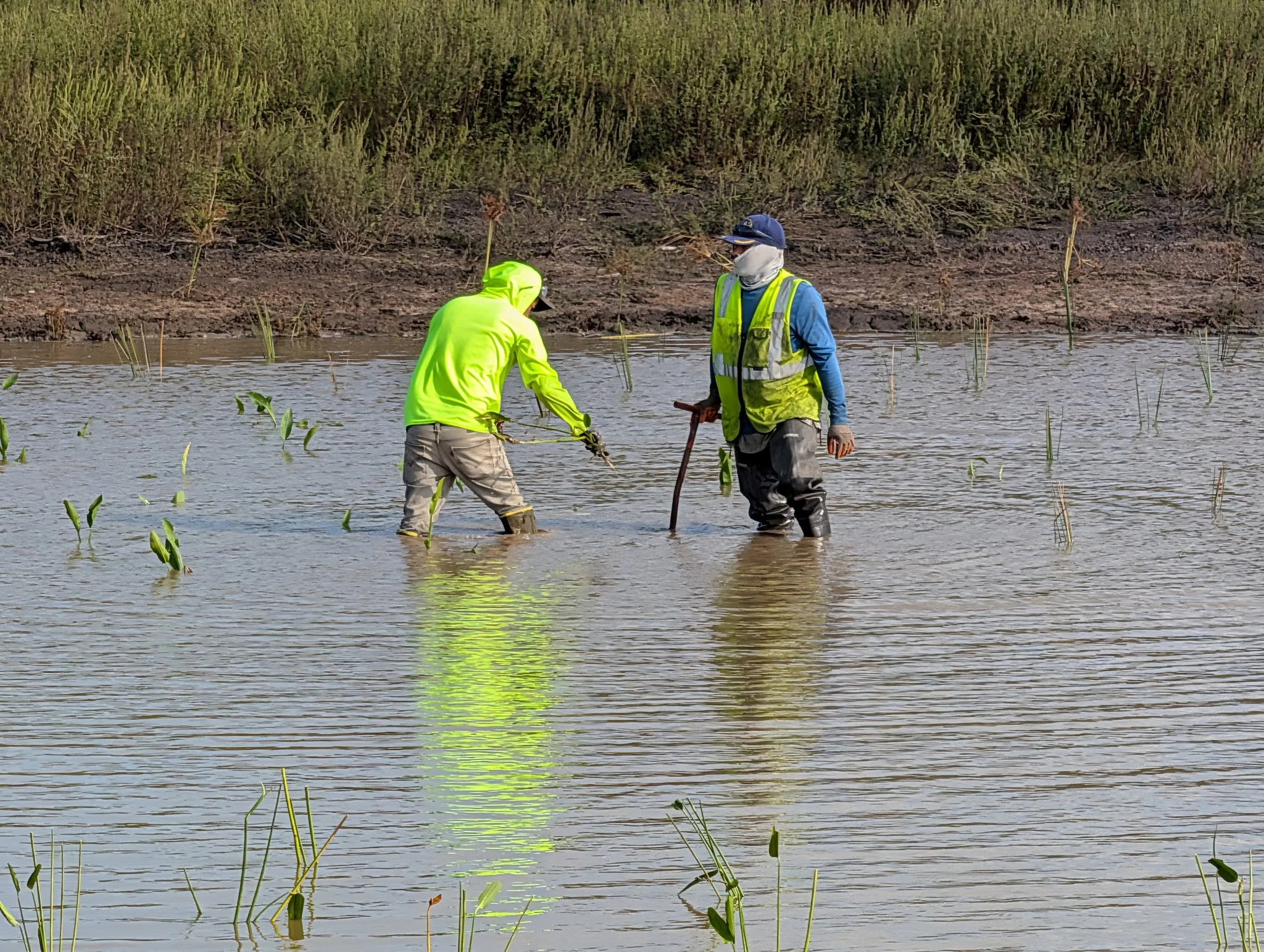 Two people wearing safety gear wading in a body of water, planting or working with aquatic plants, with grassy land in the background.