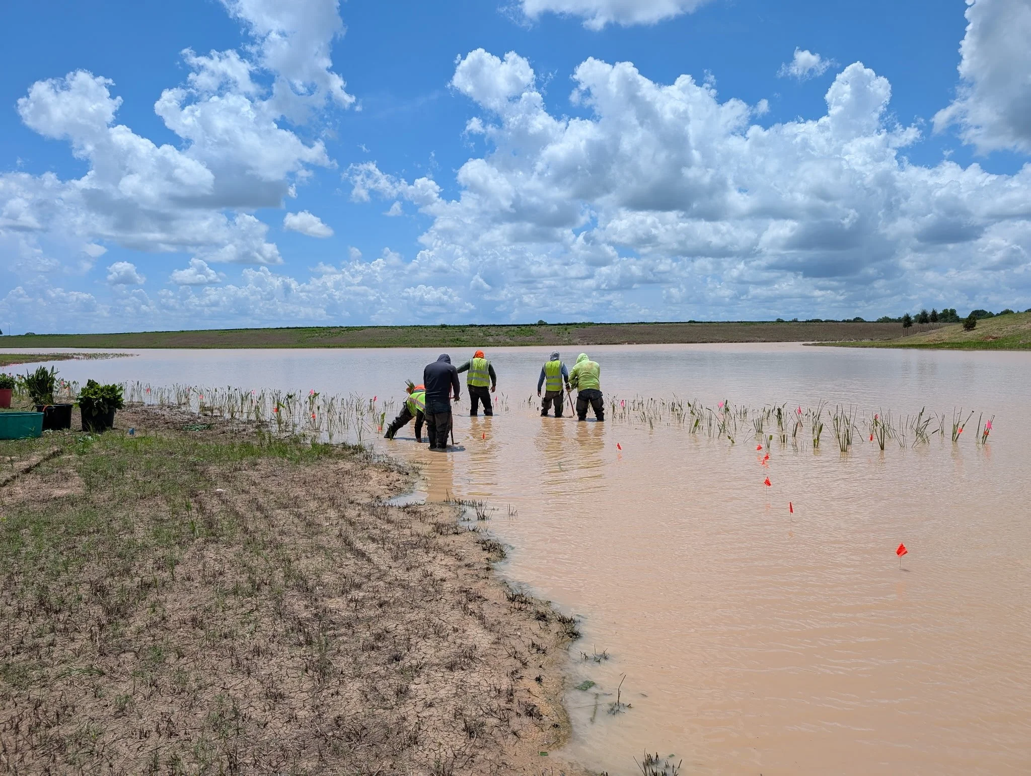 Group of five workers in safety vests working in muddy water near a lake, planting or inspecting aquatic plants under a partly cloudy sky.