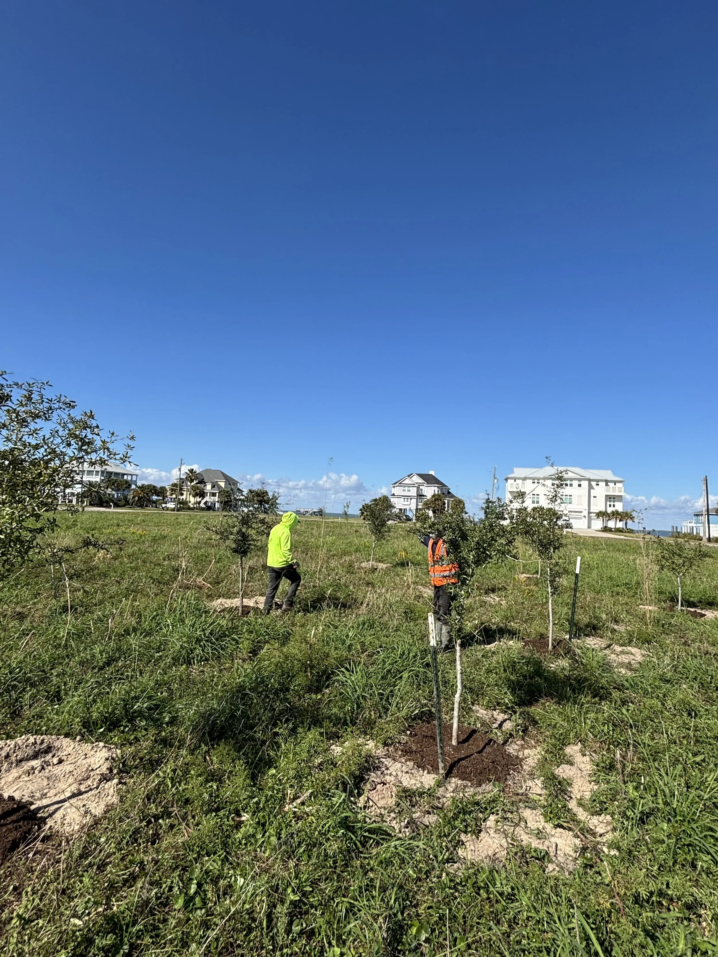 Two workers planting trees in a grassy field on a sunny day, with houses in the background and a clear blue sky.