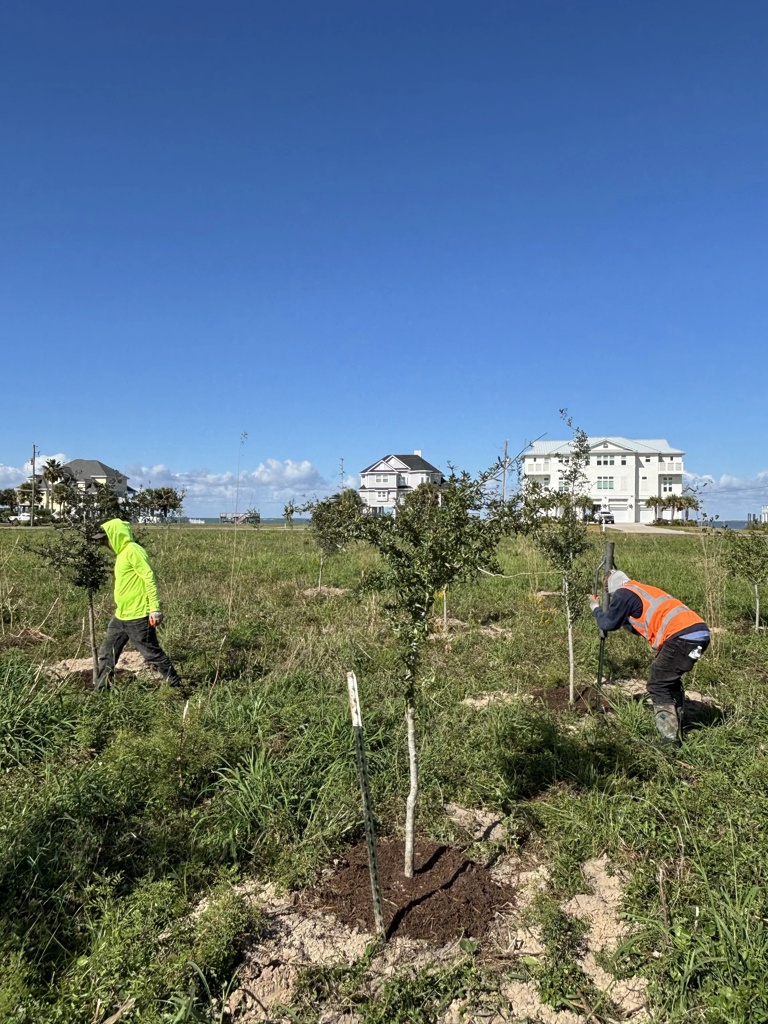Two workers planting a young tree in a grassy field, wearing high-visibility clothing, with residential houses and a clear blue sky in the background.