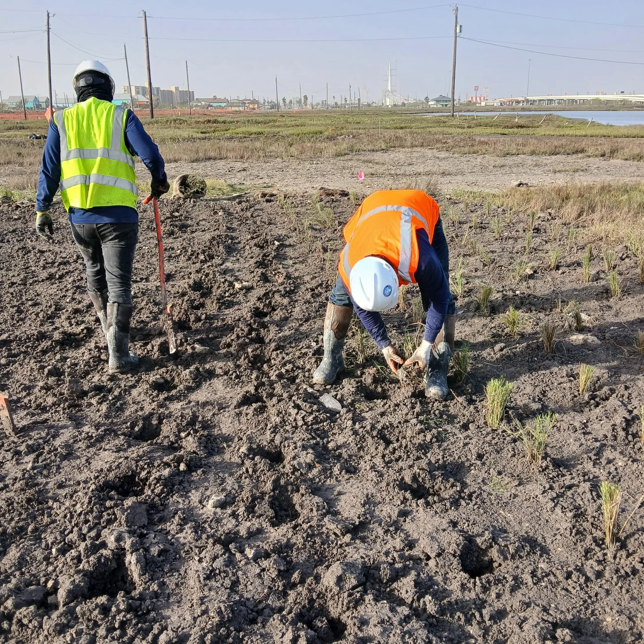 Two construction workers planting grass in a field. One is bending down planting grass, wearing a white helmet and orange safety vest, while the other stands with a shovel wearing a white helmet and green safety vest.