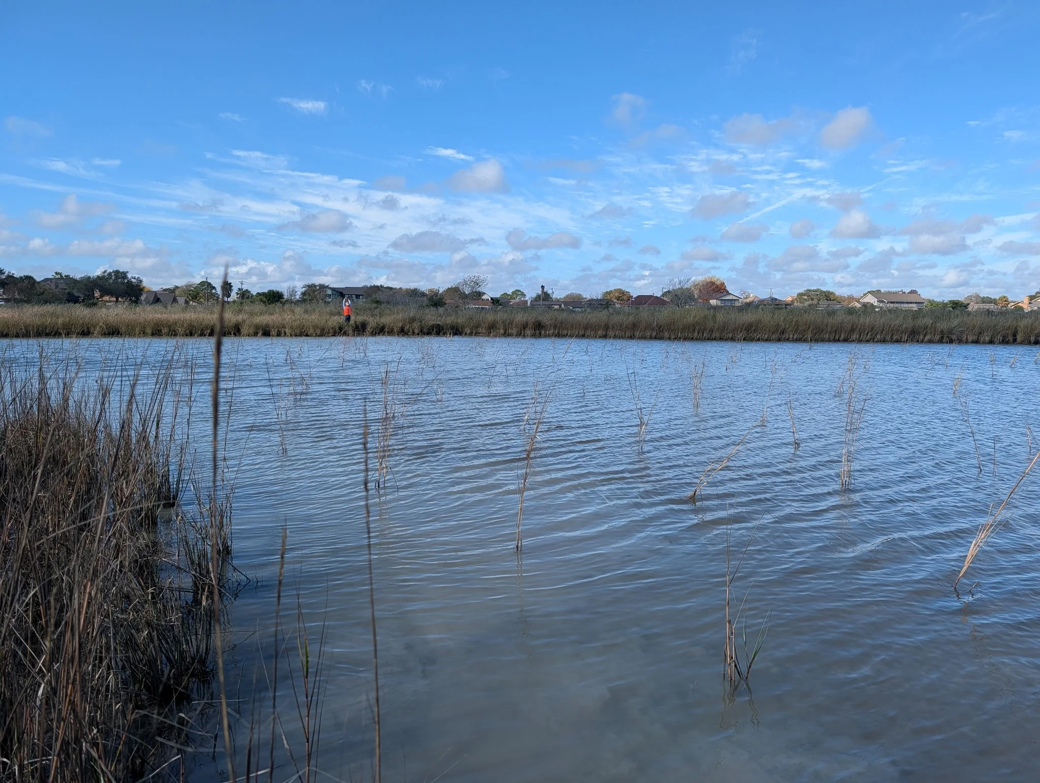 A calm body of water with tall grasses in the foreground, a distant shoreline with houses, and a blue sky with scattered clouds.