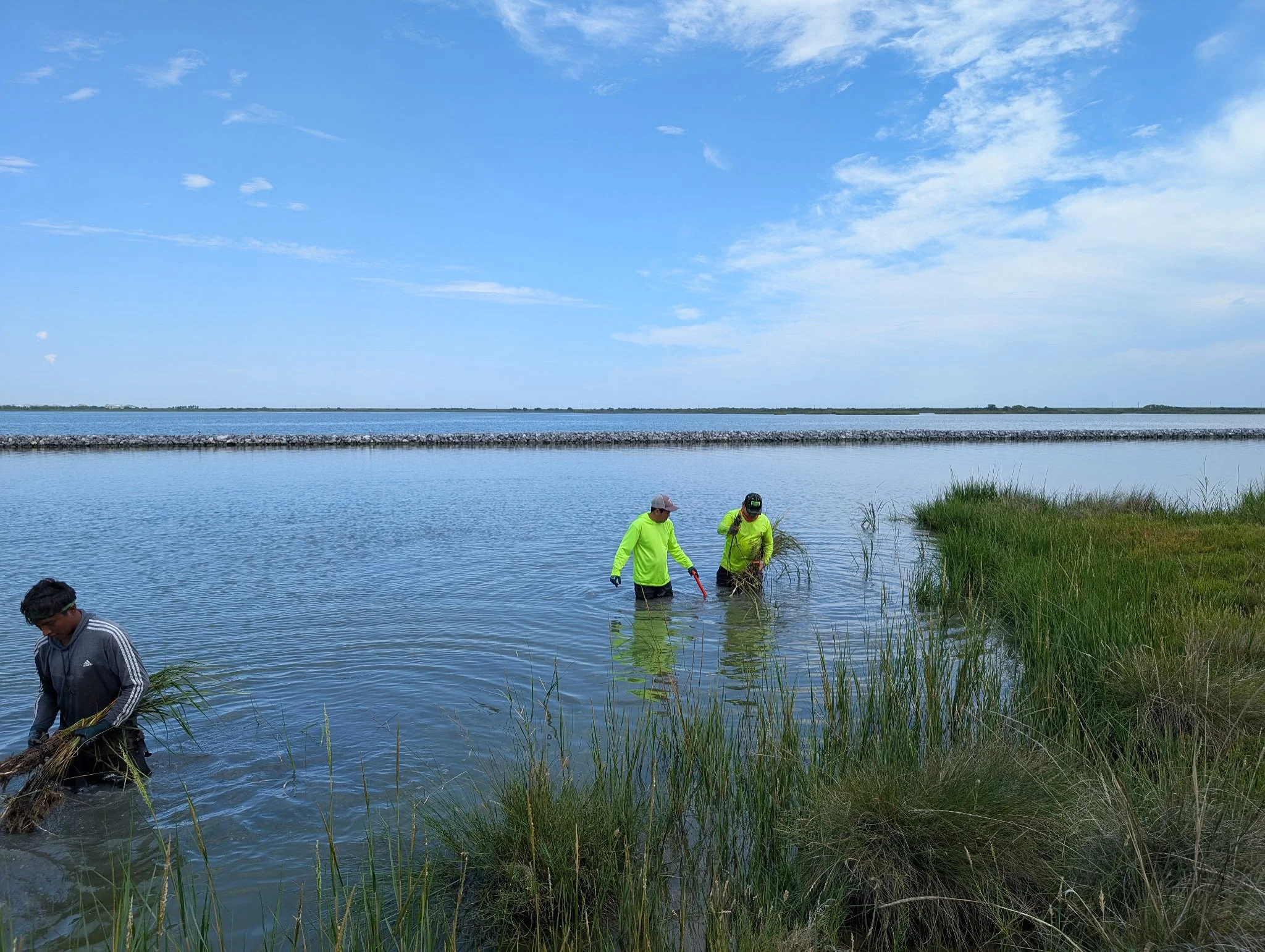 Three people wearing bright yellow shirts and wading in water near grassy shoreline, with a large body of water and blue sky in the background.