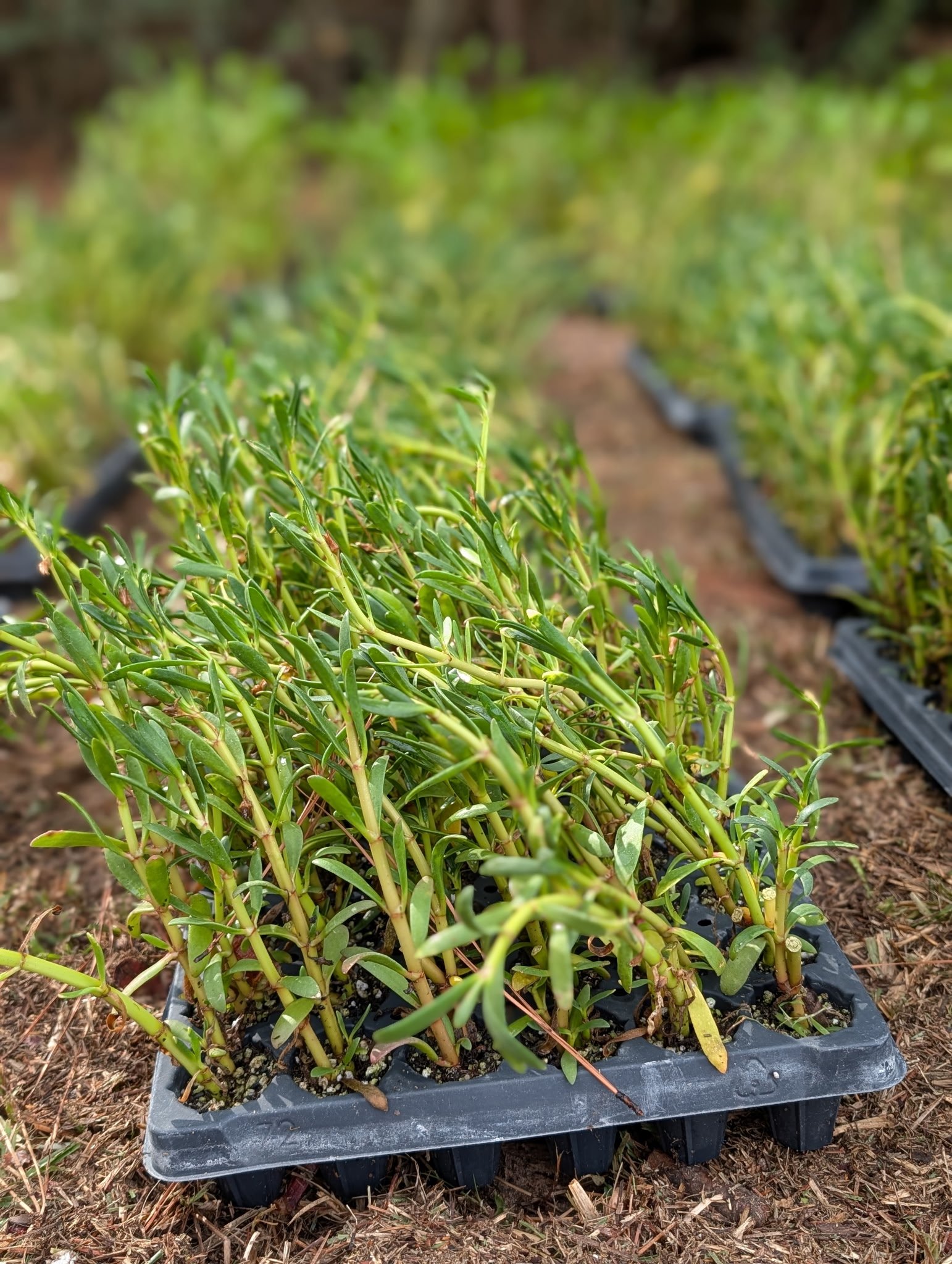 Young green plants in black nursery trays at a farm or nursery.