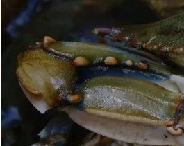 At The Crab Carnival 2025