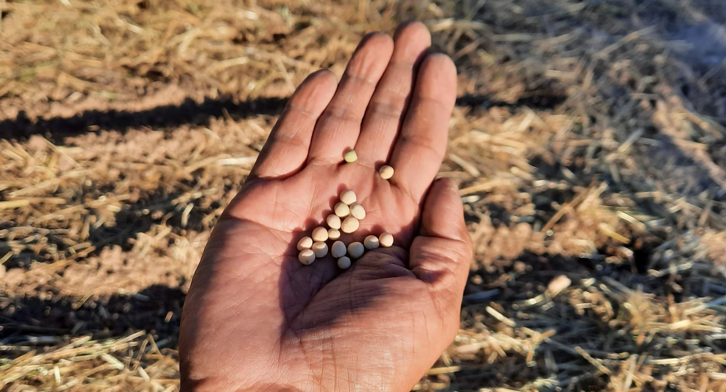 A person's open hand holding small, round, beige seeds over a dry, harvested field.