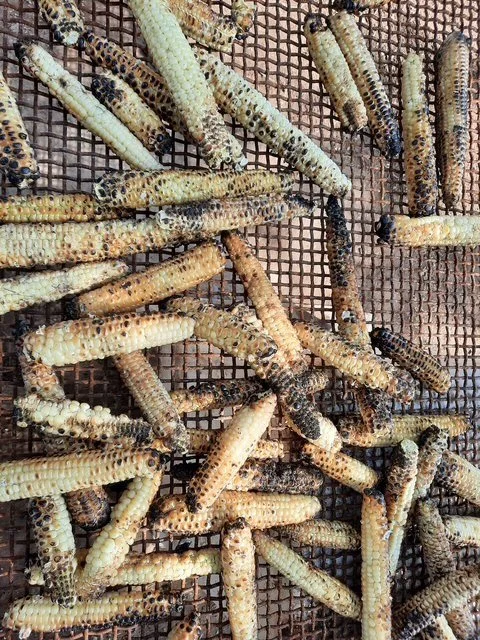 Multiple conhusks spread on a mesh surface.