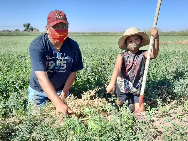 A man and a young girl working together in a green field holding a gardening tool and a plant, both wearing face masks and hats for protection.