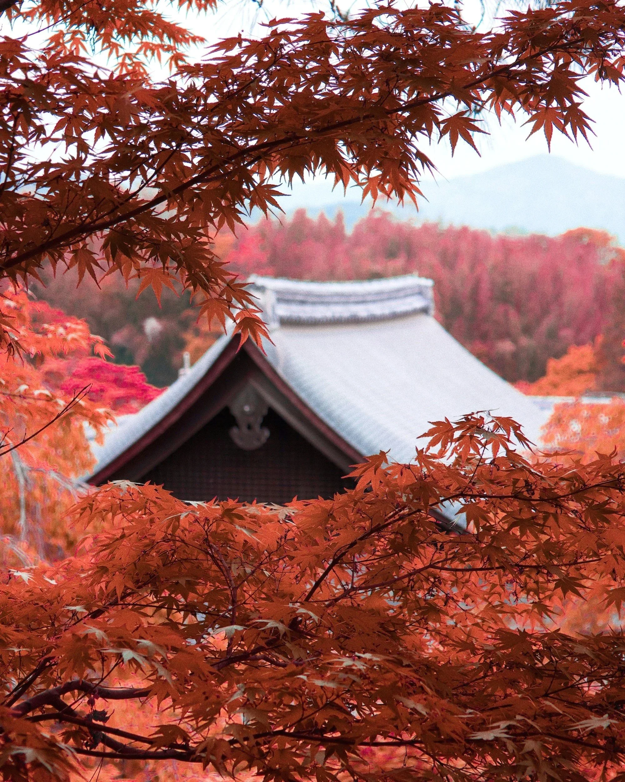 Red autumn leaves on tree branches with traditional building roof and colorful trees in background.