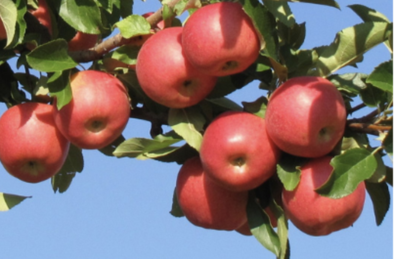 2026 Annual Fruit Growers Workshop