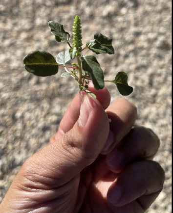 Identifying Baby Weeds