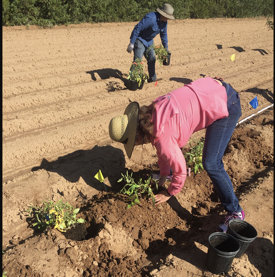 Tomato Teachings: Lessons from Eight Summers of Field Research