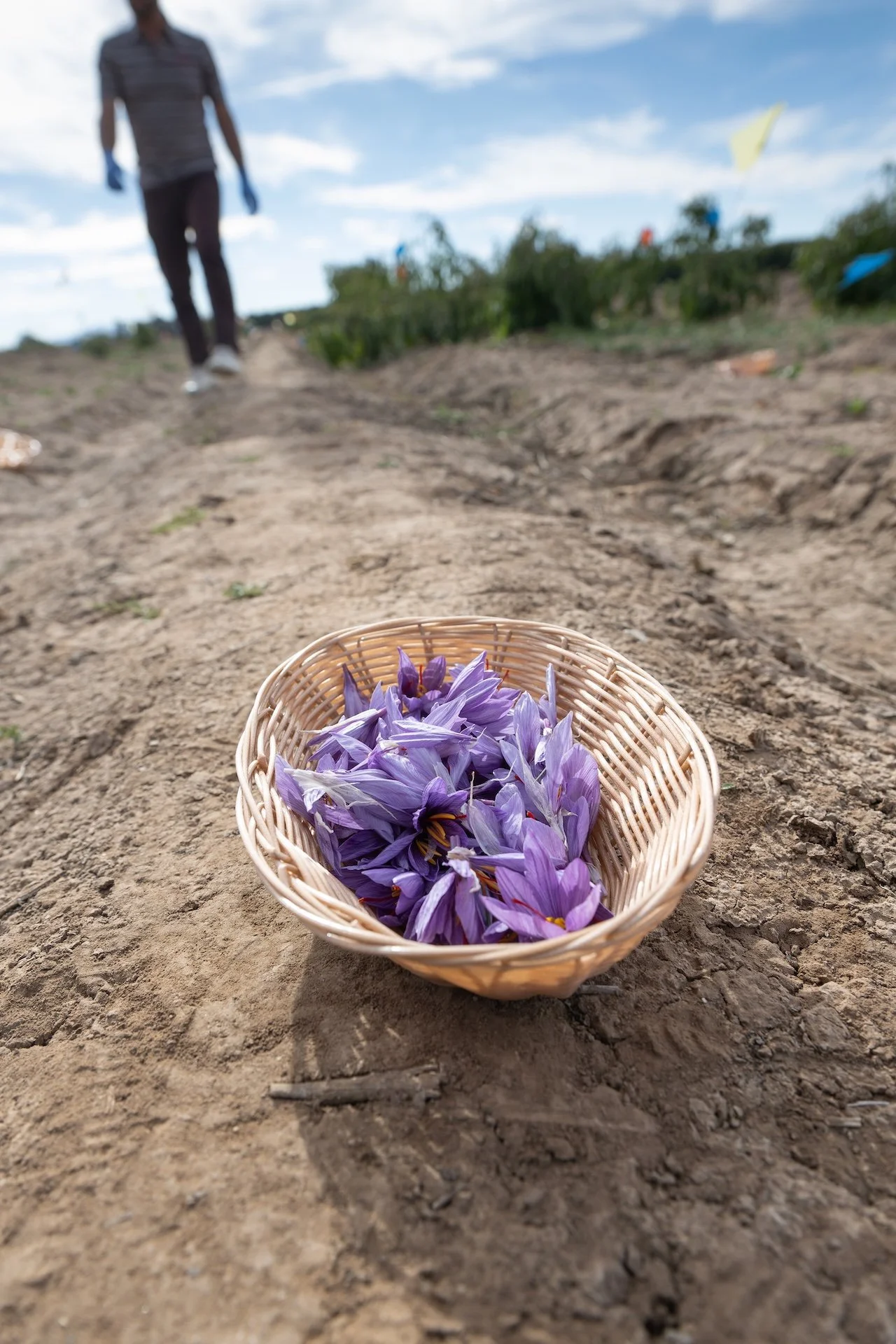 Saffron Intercropping Shows High Value Potential for NM Growers