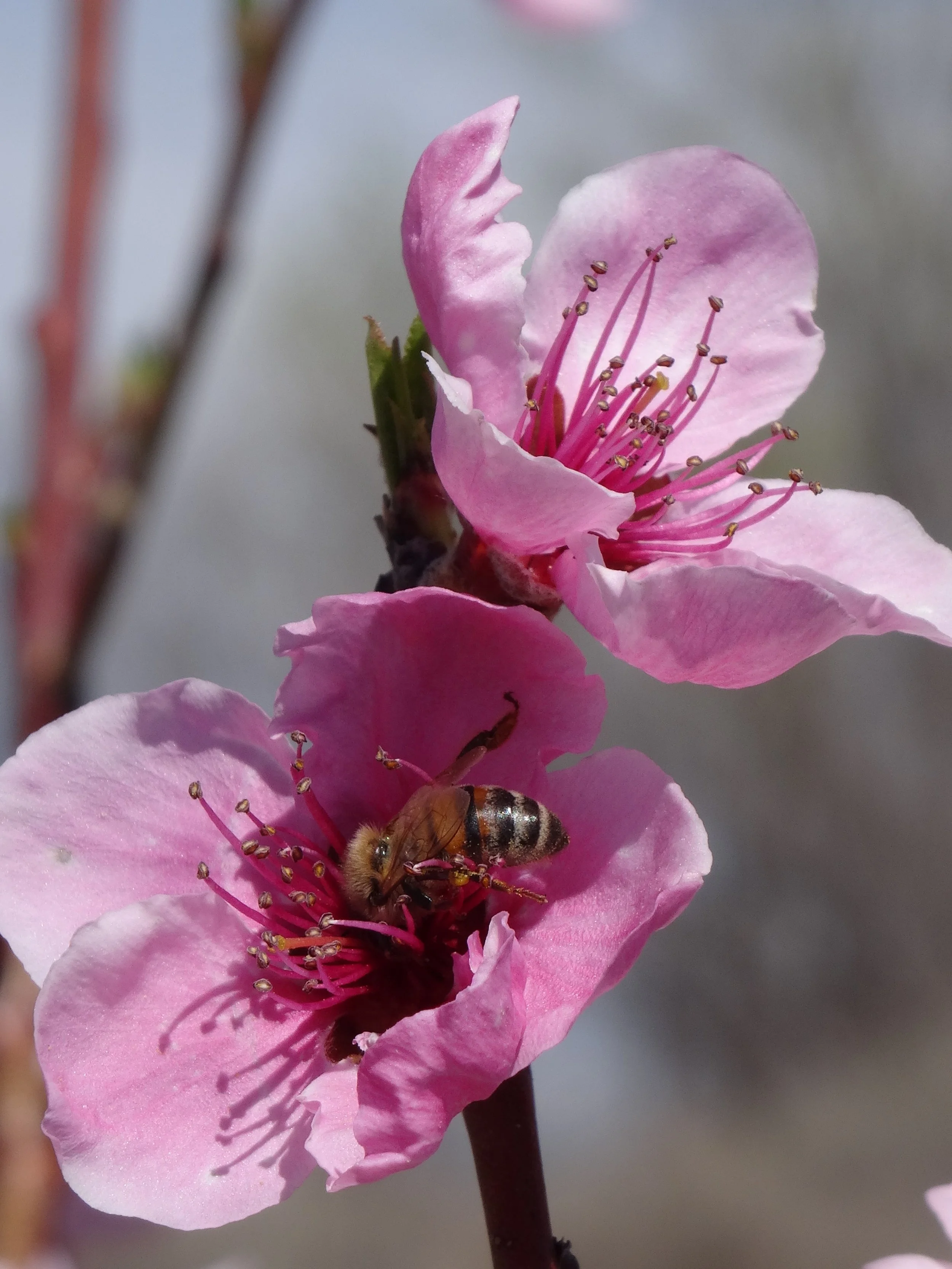 Sustainable Land Management Workshop: Pollinating Bees &amp; Other Beneficial Insects 