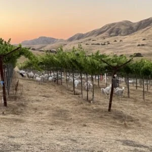 Peaches, Pecans, &amp; Pinot: Grazing in Orchards &amp; Vineyards