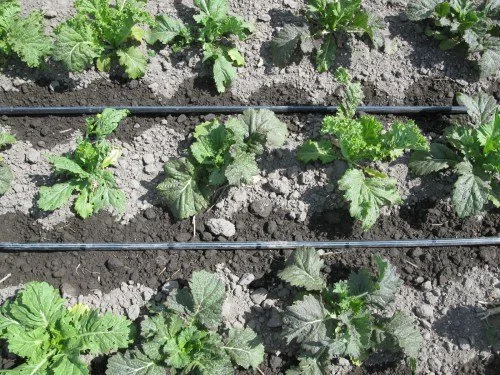 Drip Irrigation Workshop