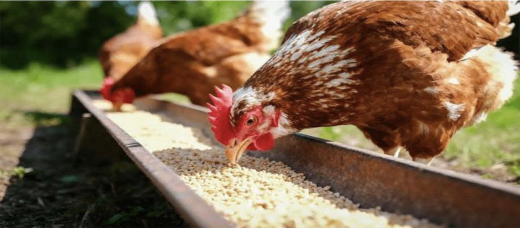 Central New Mexico Poultry Health Workshop
