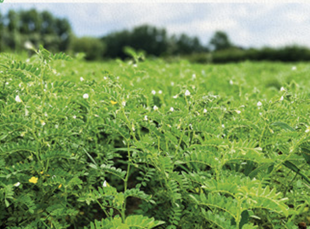 Pesticide-free agriculture: What a 10-year French study can teach us (and what it can’t)