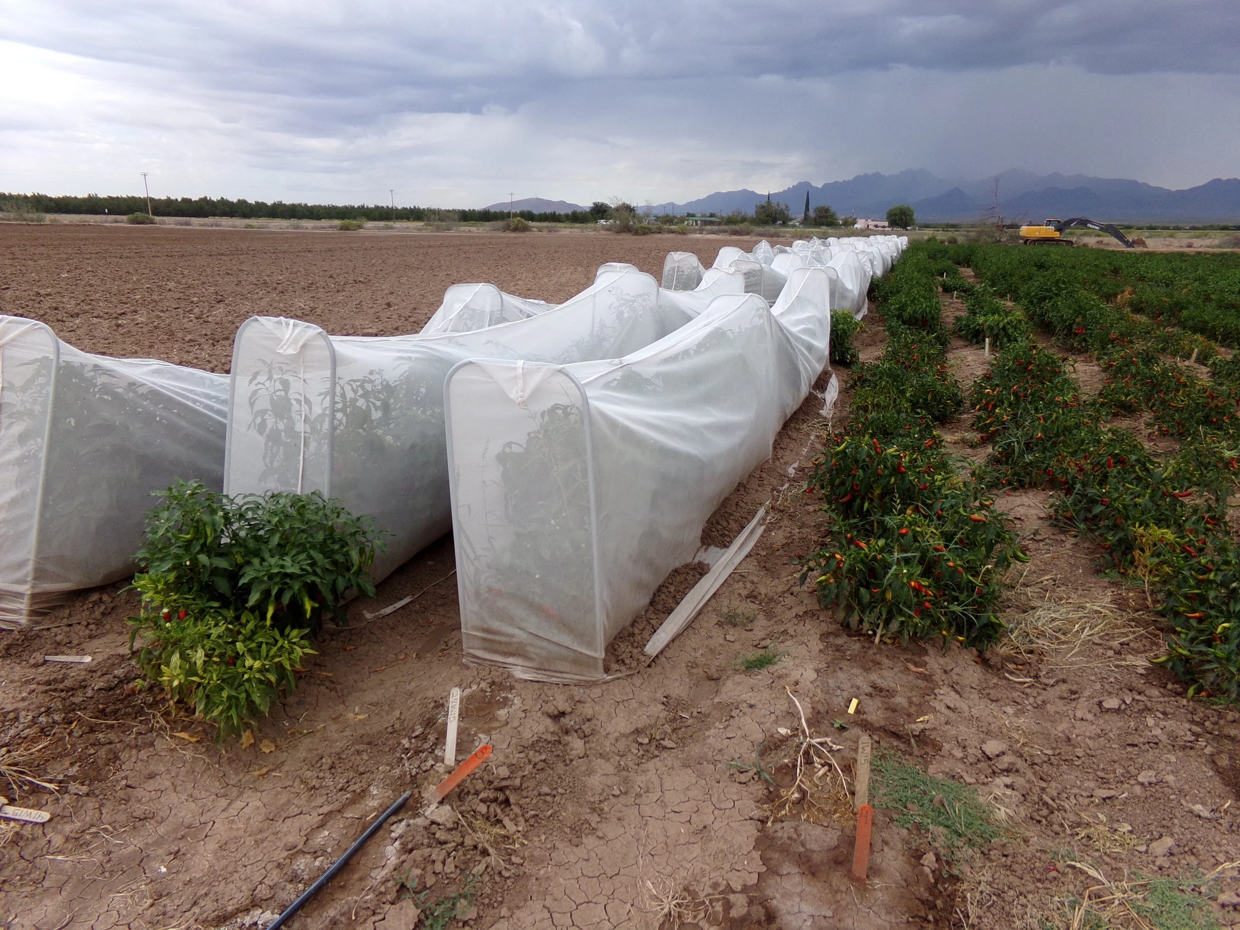  Chili Field Day 