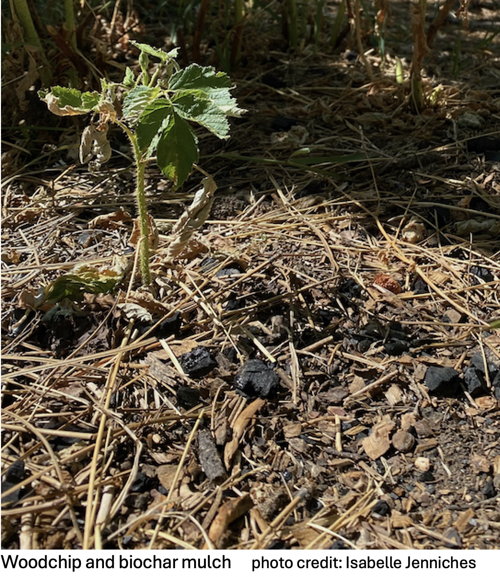 Soil Remediation using Woodchips