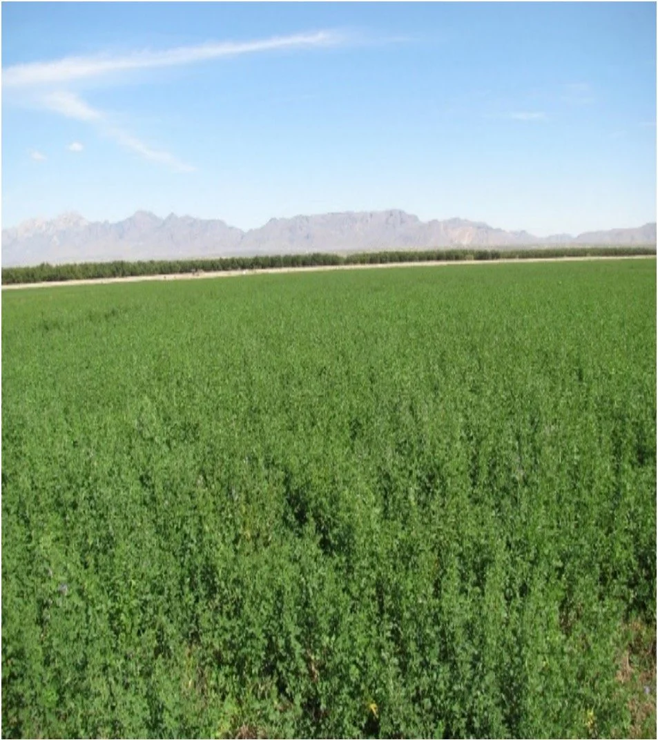 When You Sample Soil Matters: Lessons for Corrales Growers