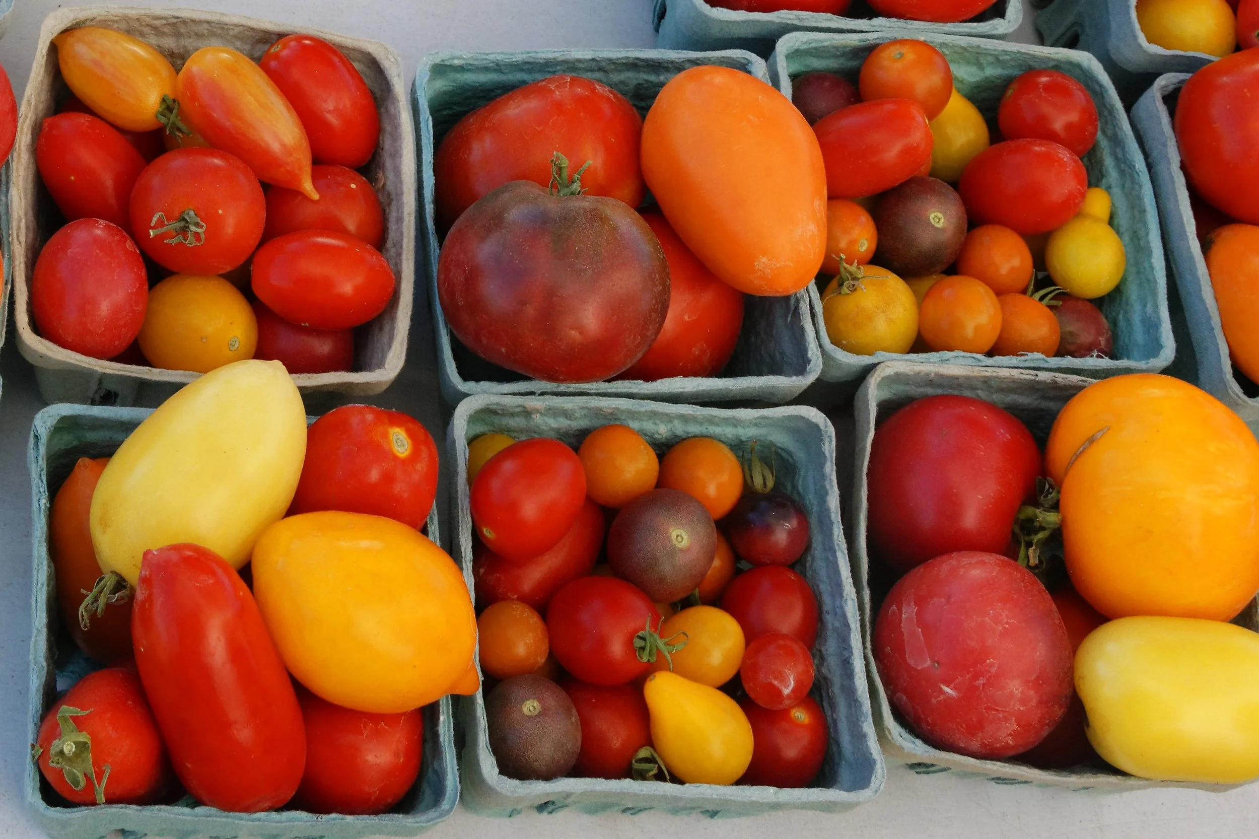9 Years of Tomato Research at Los Lunas ASC