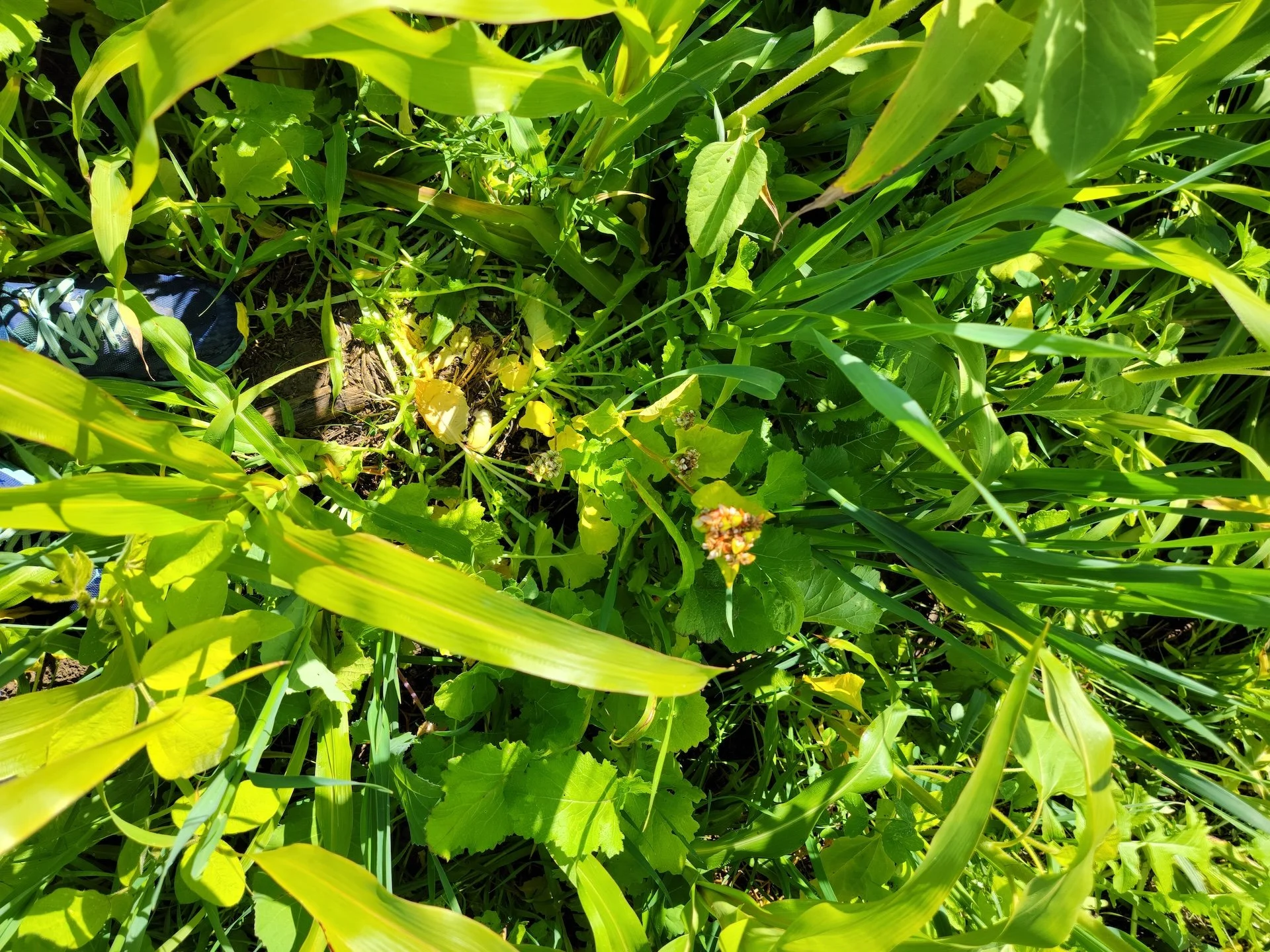 Living Roots, Living Soil: Cover cropping for Corrales Farms &amp; Gardens