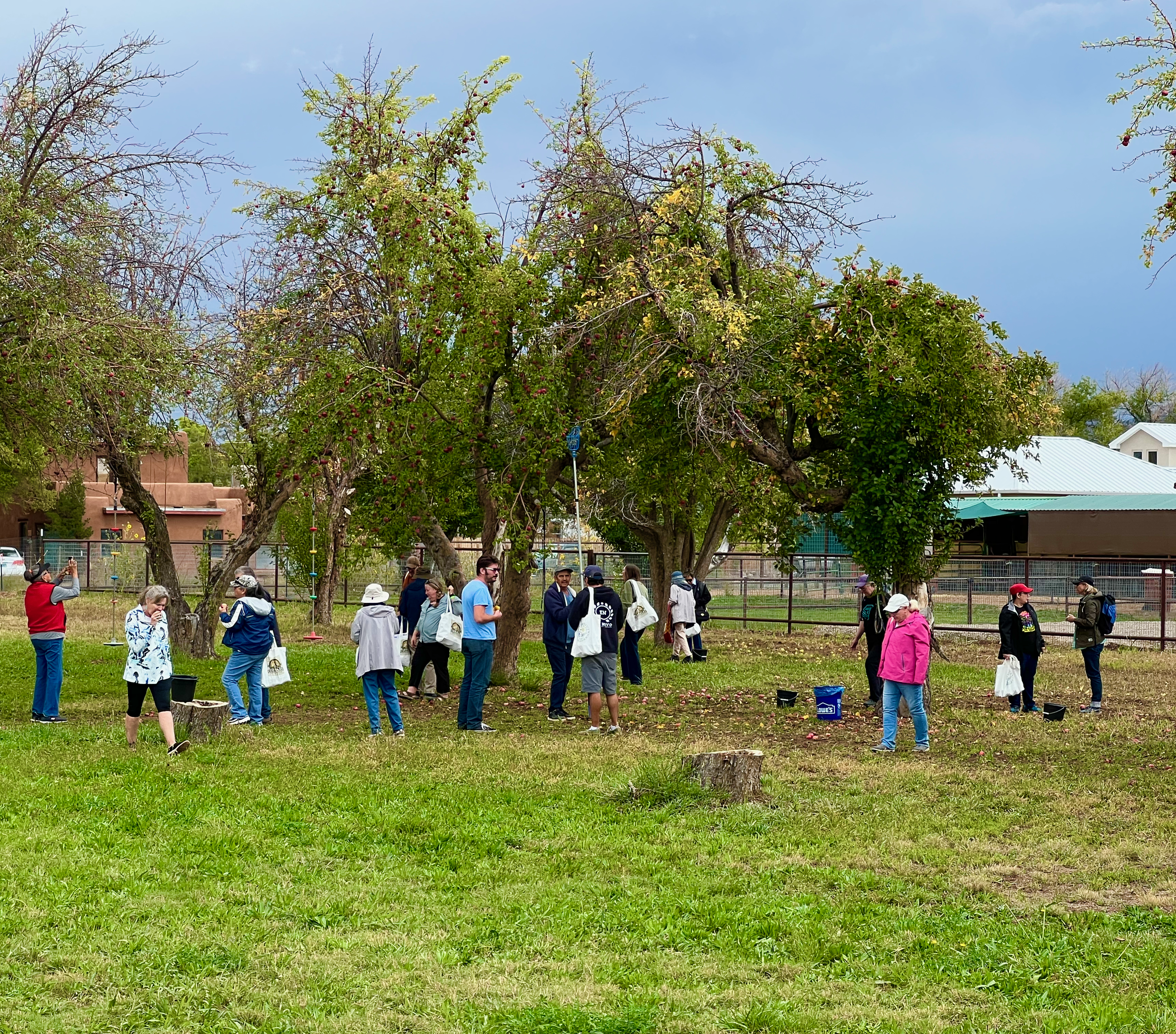 People gather around trees in a park, some holding bags and cameras, with a fenced area and buildings in the background.