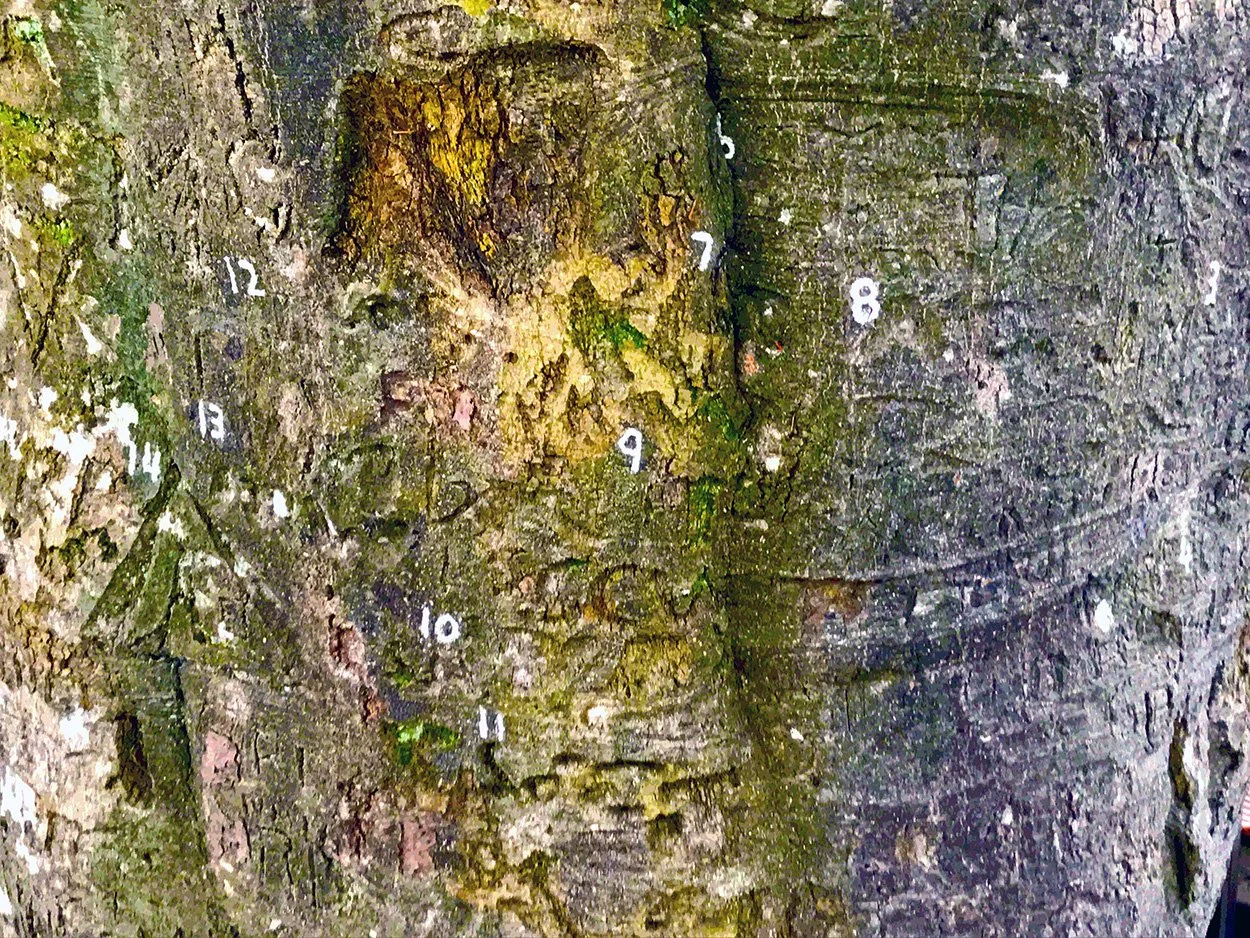 Kevin Reilly_Coole Park_Autograph Tree