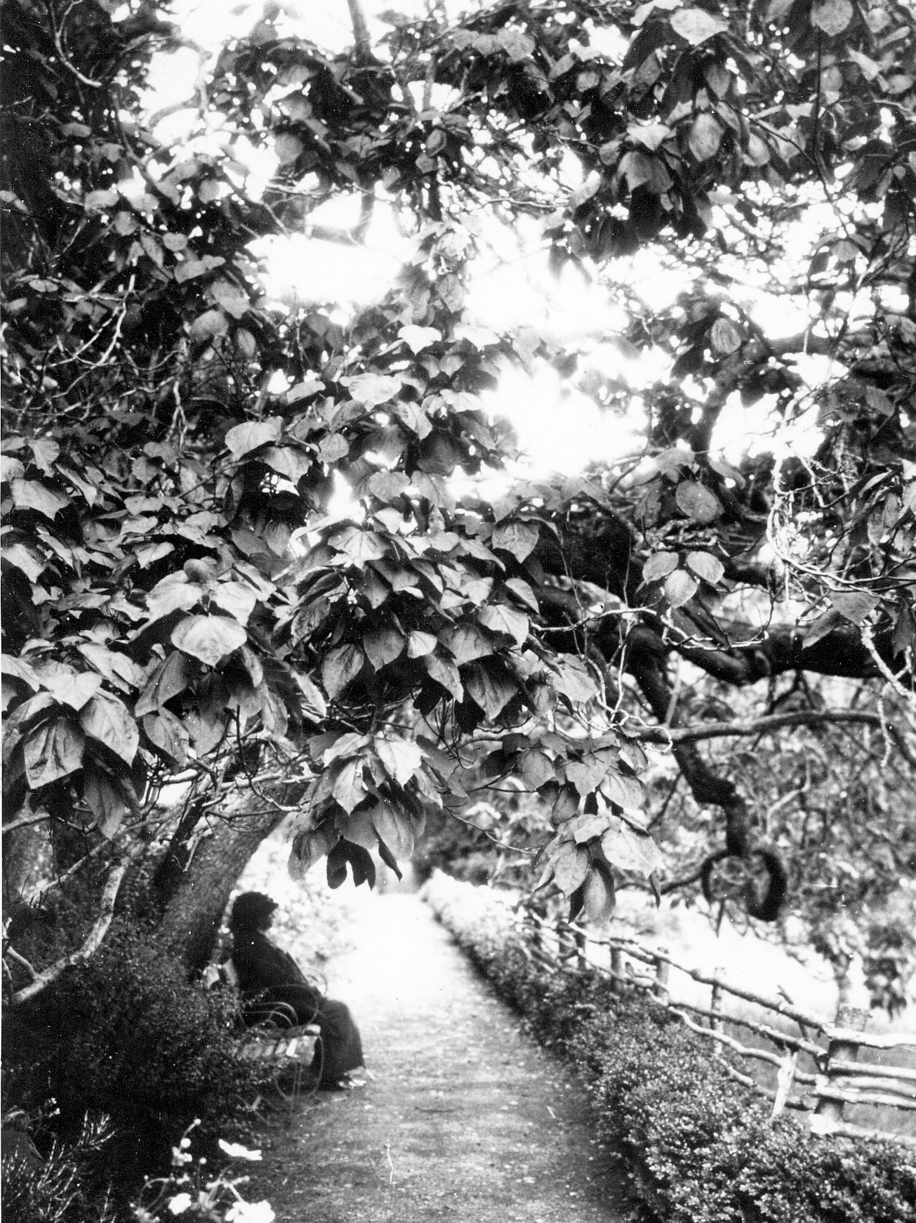 Book Cover Detail: A ghostly image of Lady Gregory sitting on a bench in Coole Park.