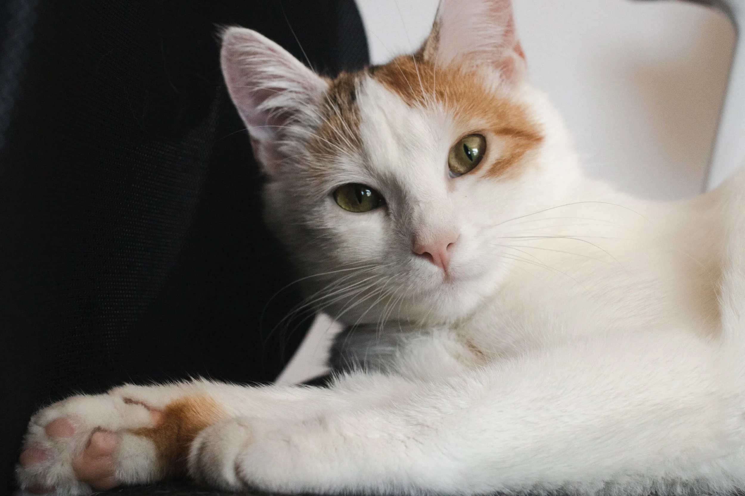 Orange and white cat. 