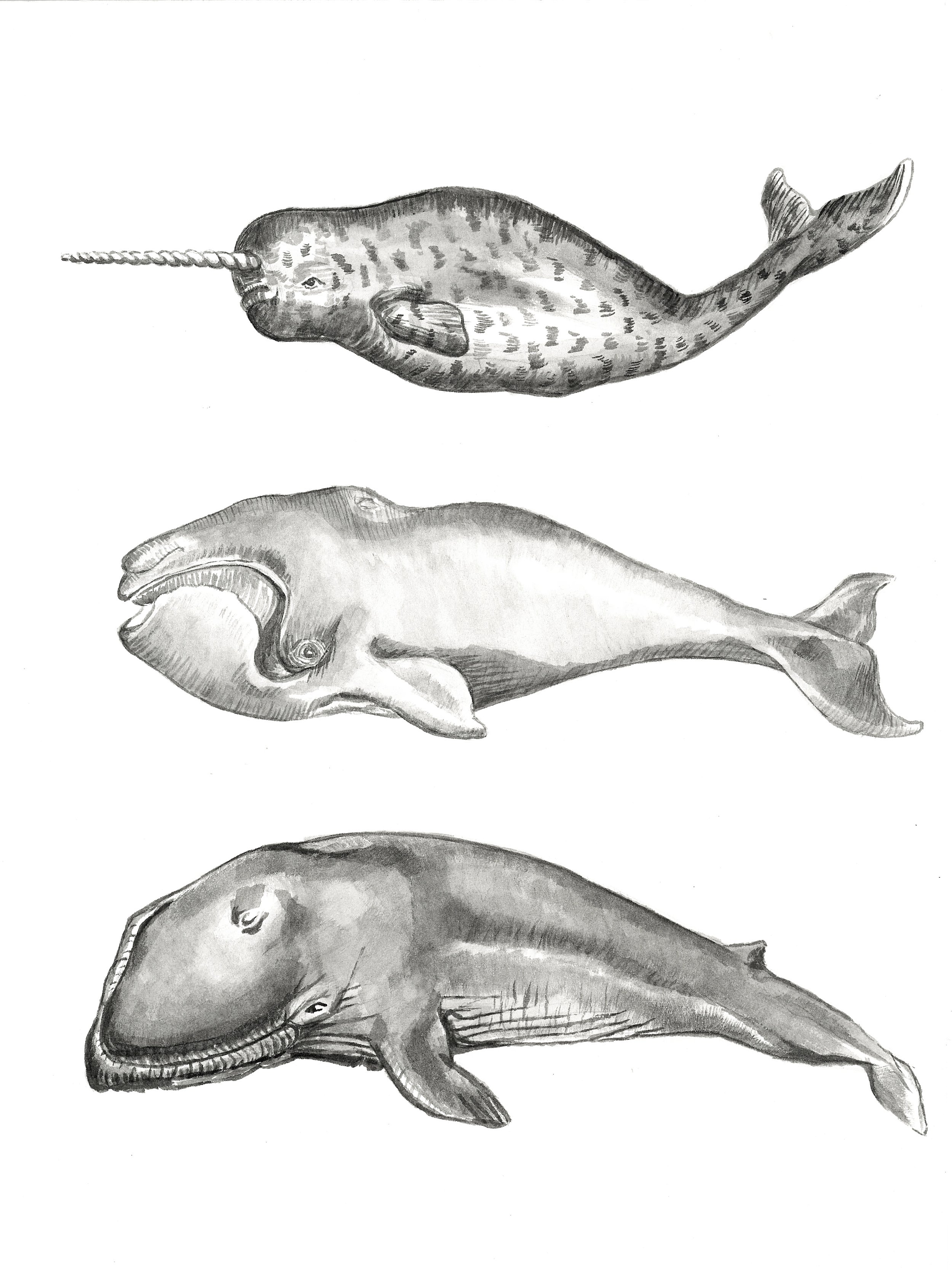 Whales