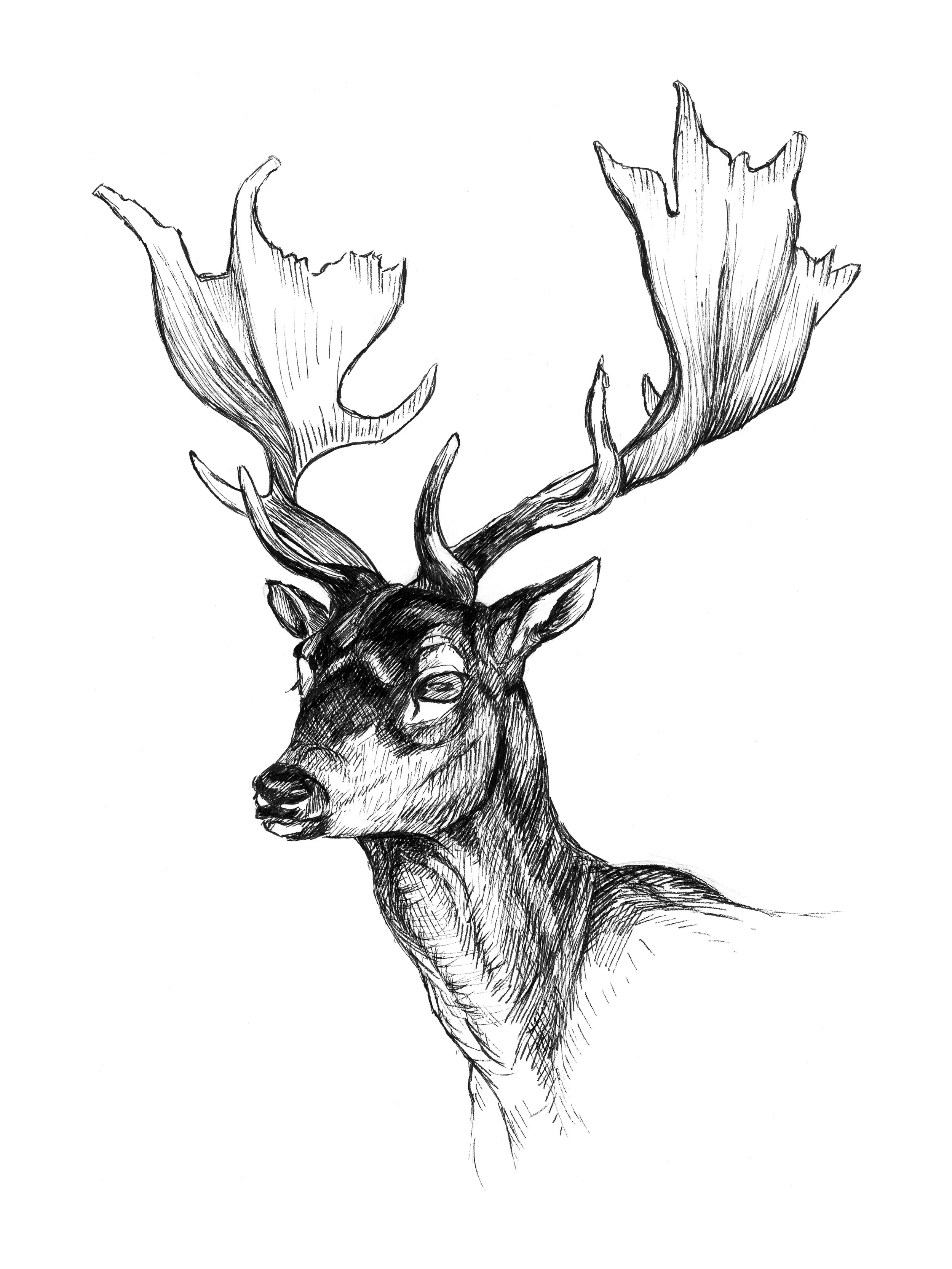 Stag