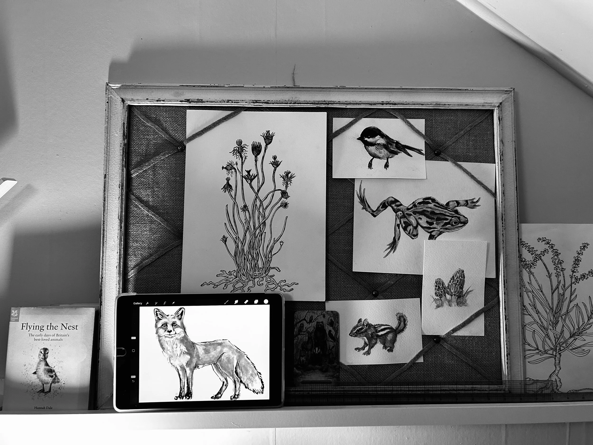 Display of various black-and-white nature illustrations on a vision board including a frog, a bird, a chipmunk, and plants, with an electronic tablet showing a digital fox drawing.