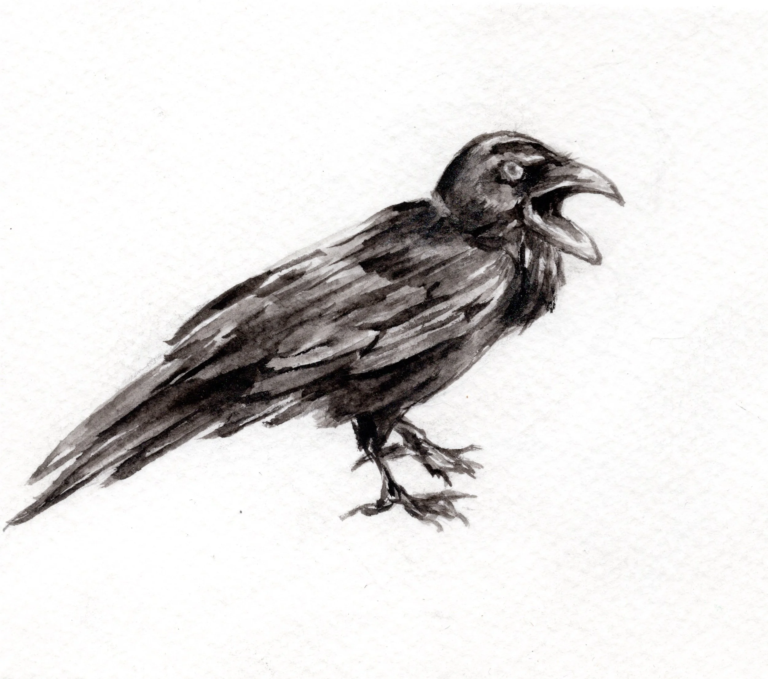 Crow