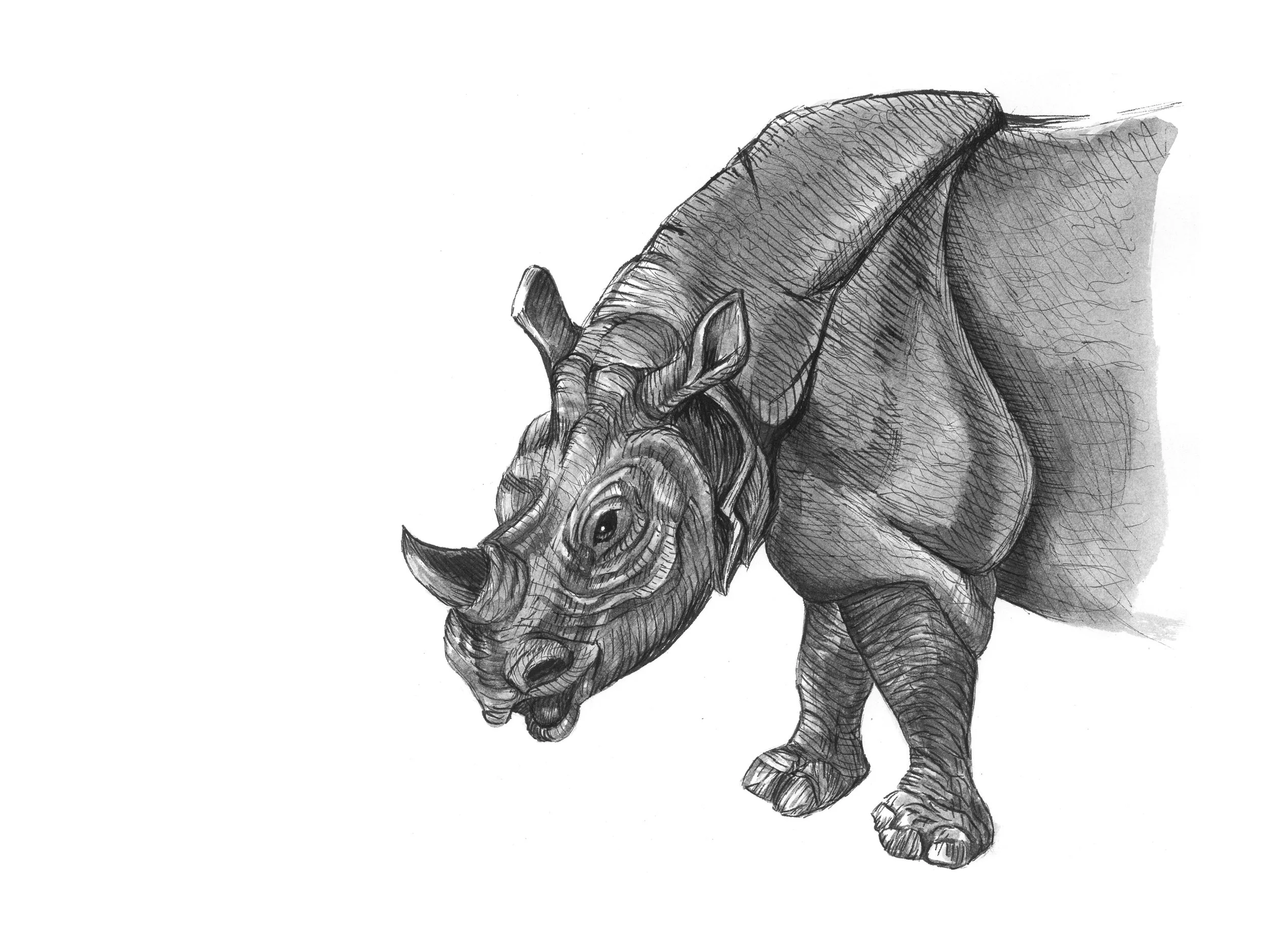 Rhino