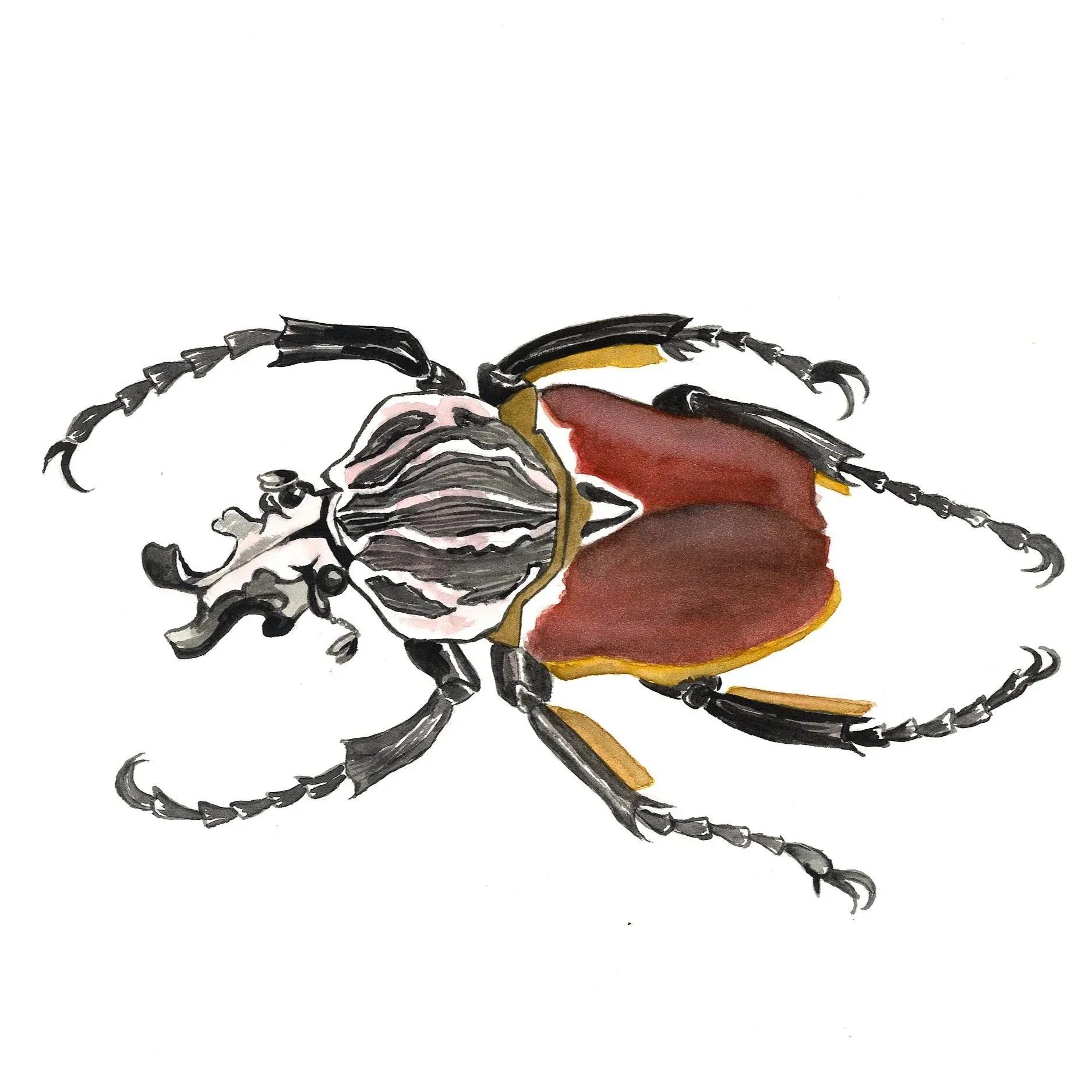 Beetle