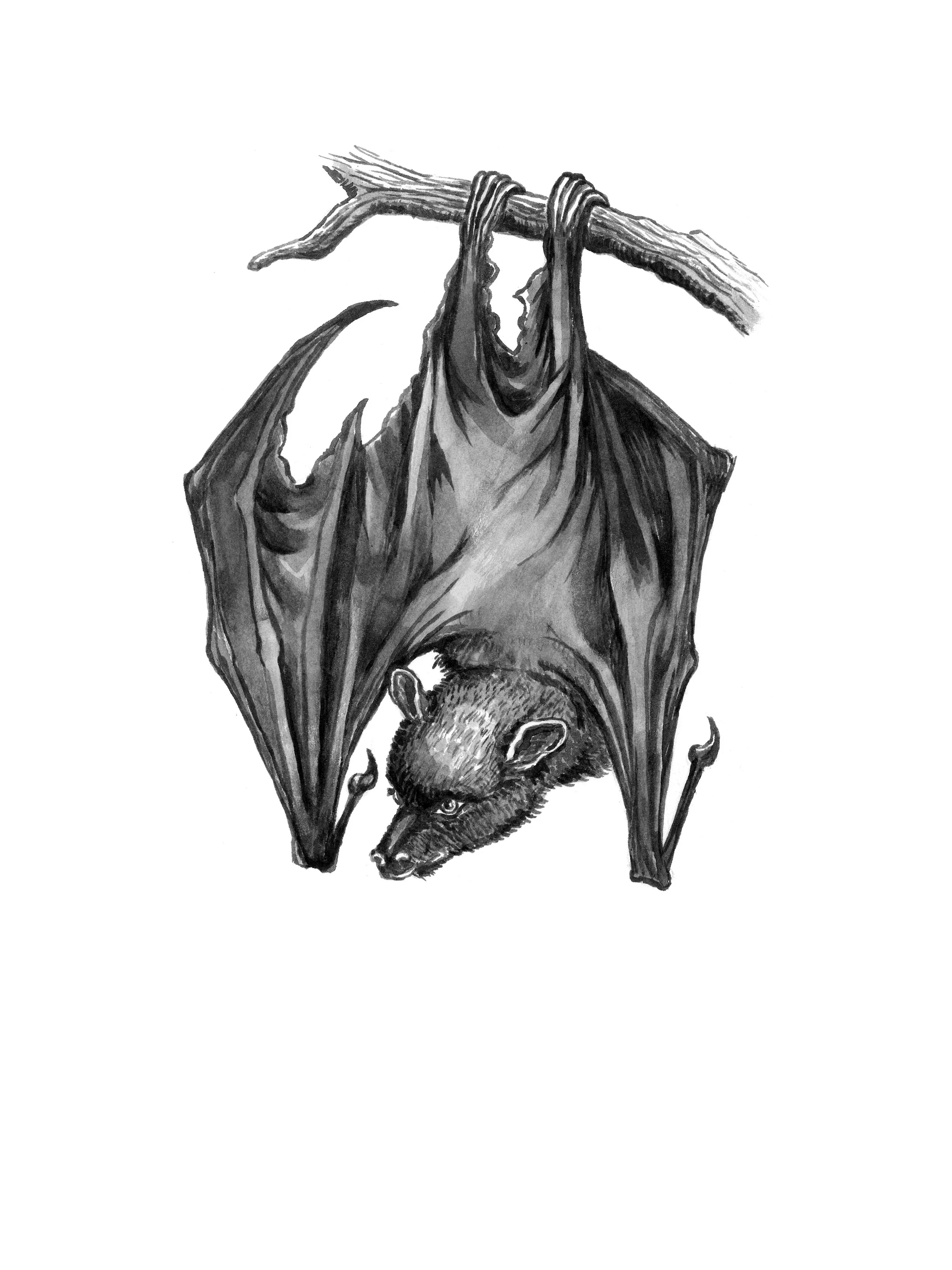 Bat