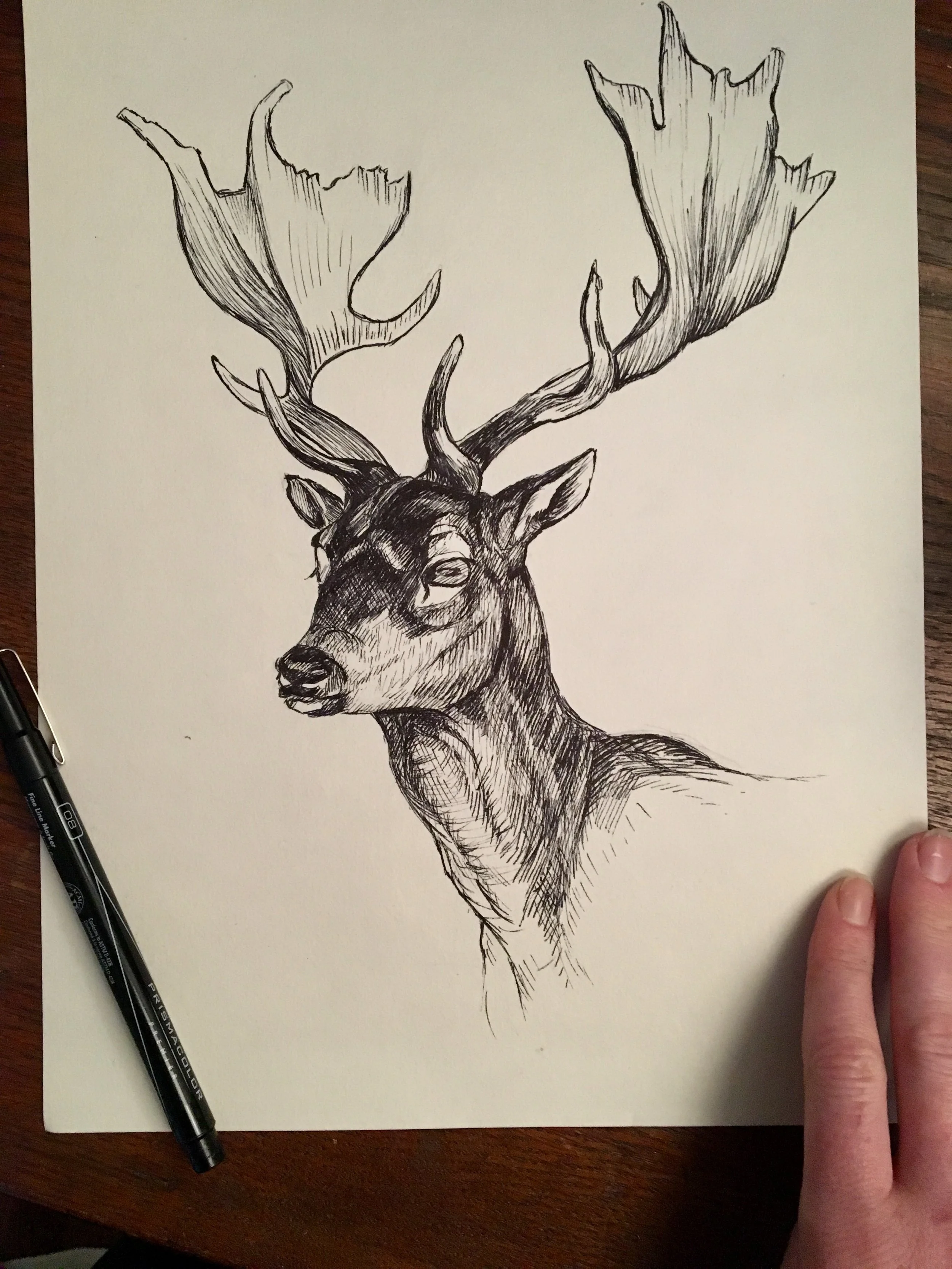 A detailed black and white ink sketch of a deer with large antlers on a piece of paper.