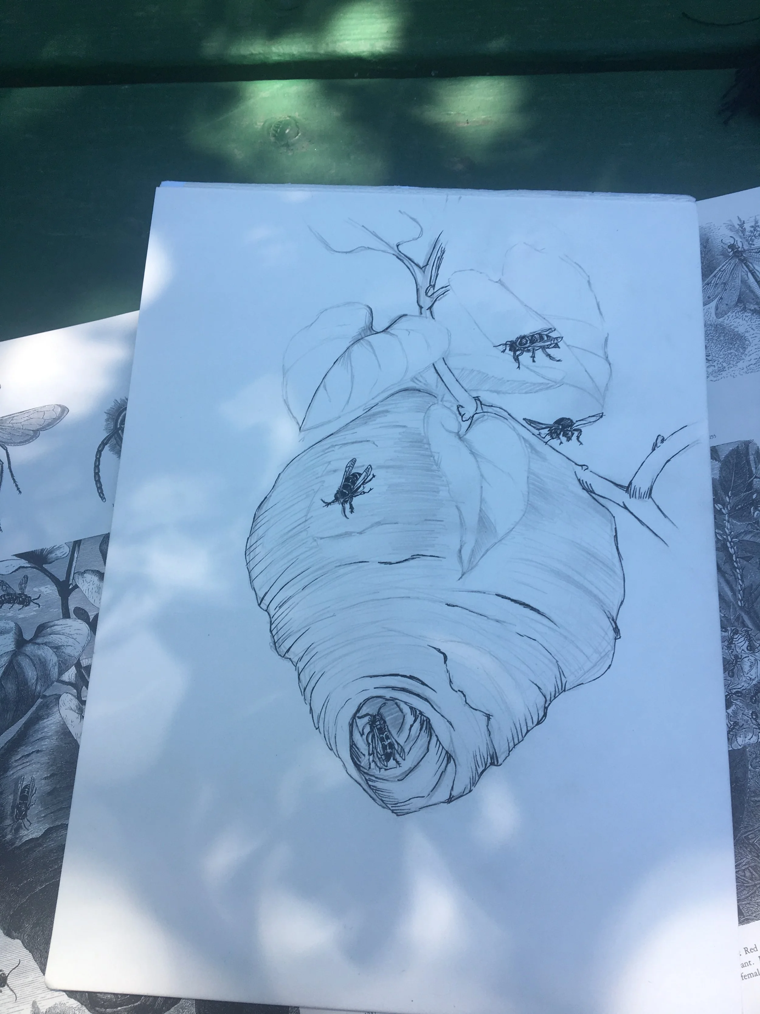 A sketch of a large hornet nest hanging from a tree branch, with several bees flying nearby.