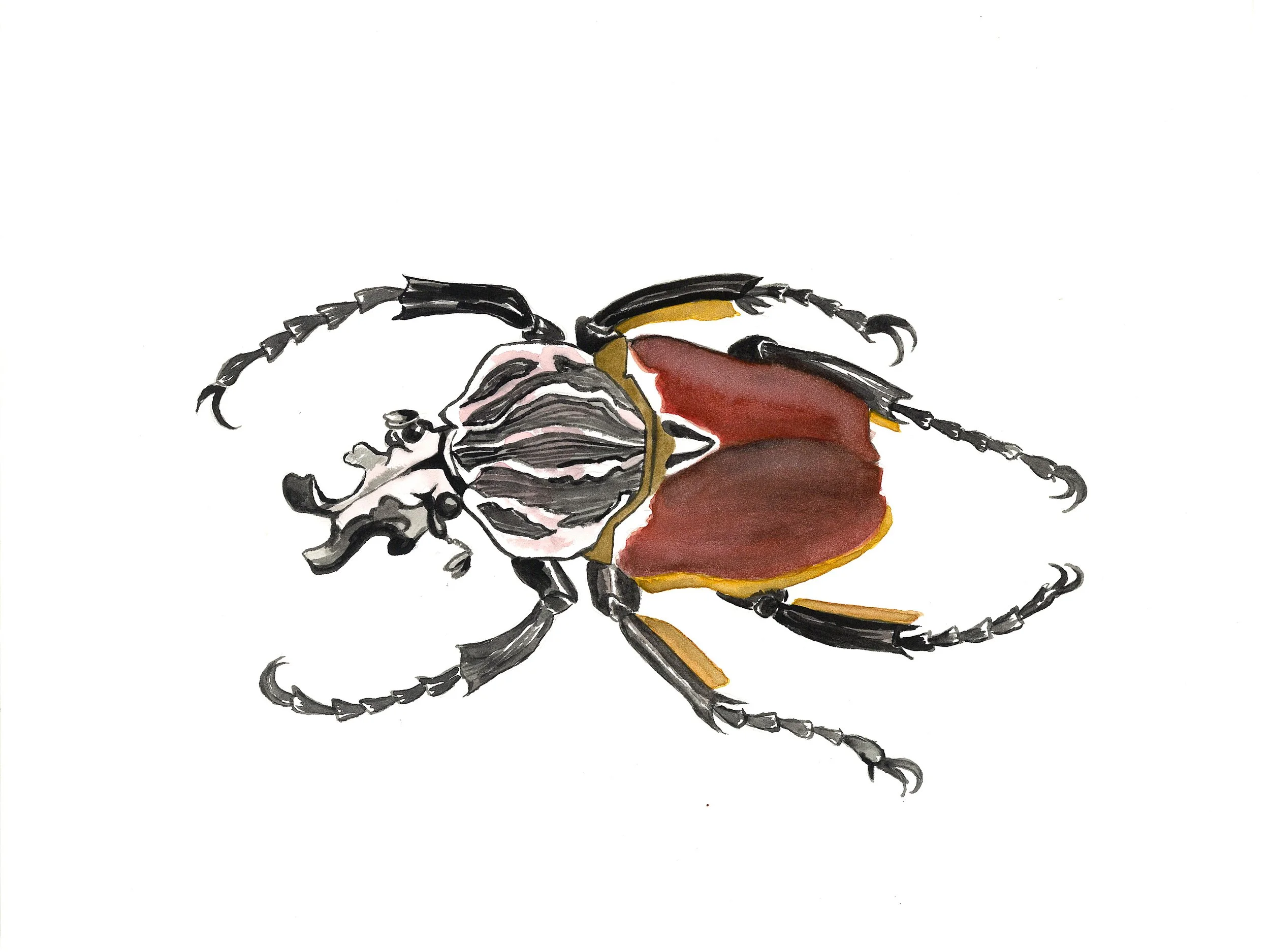 beetle.jpg
