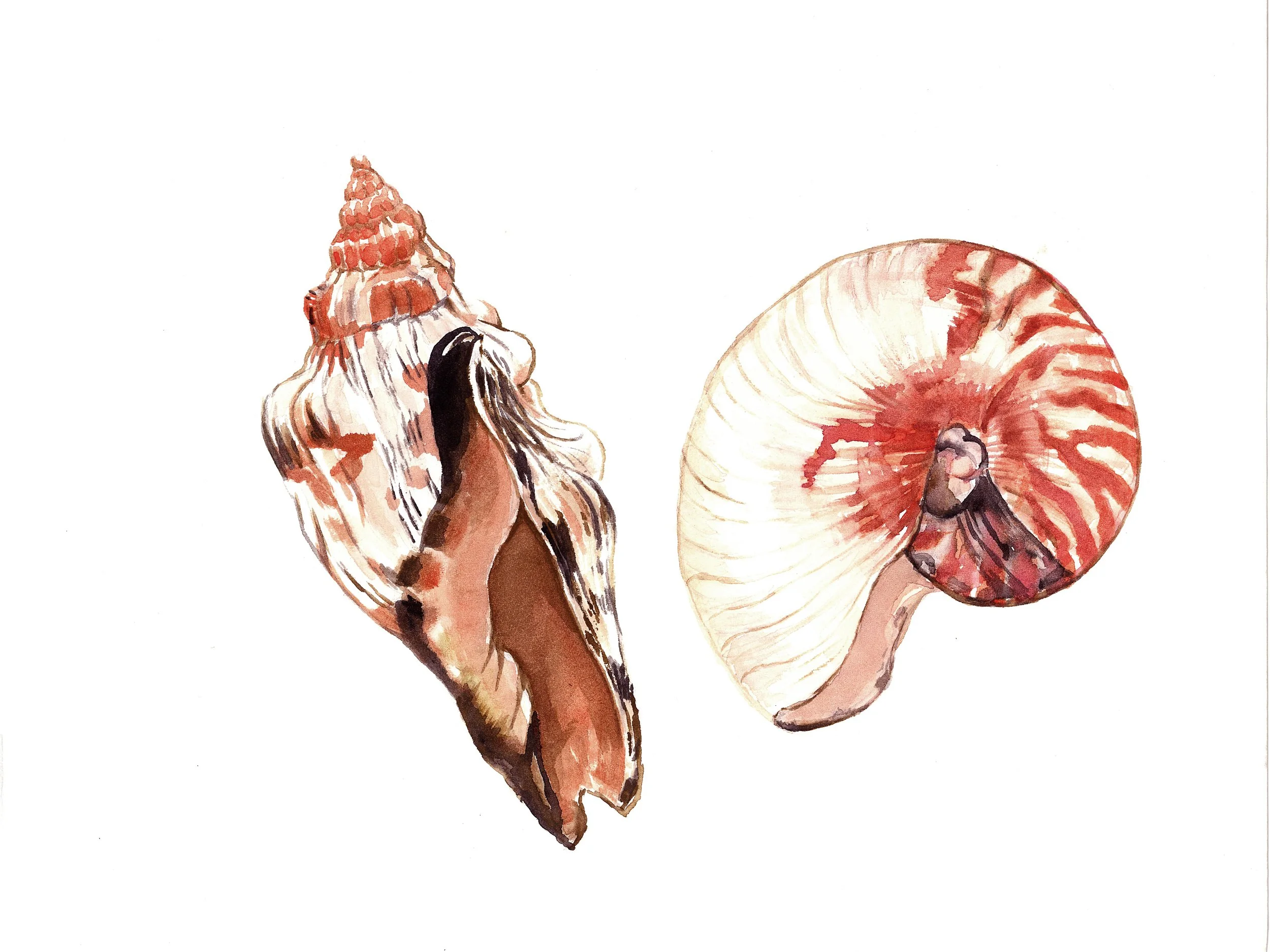 Shells