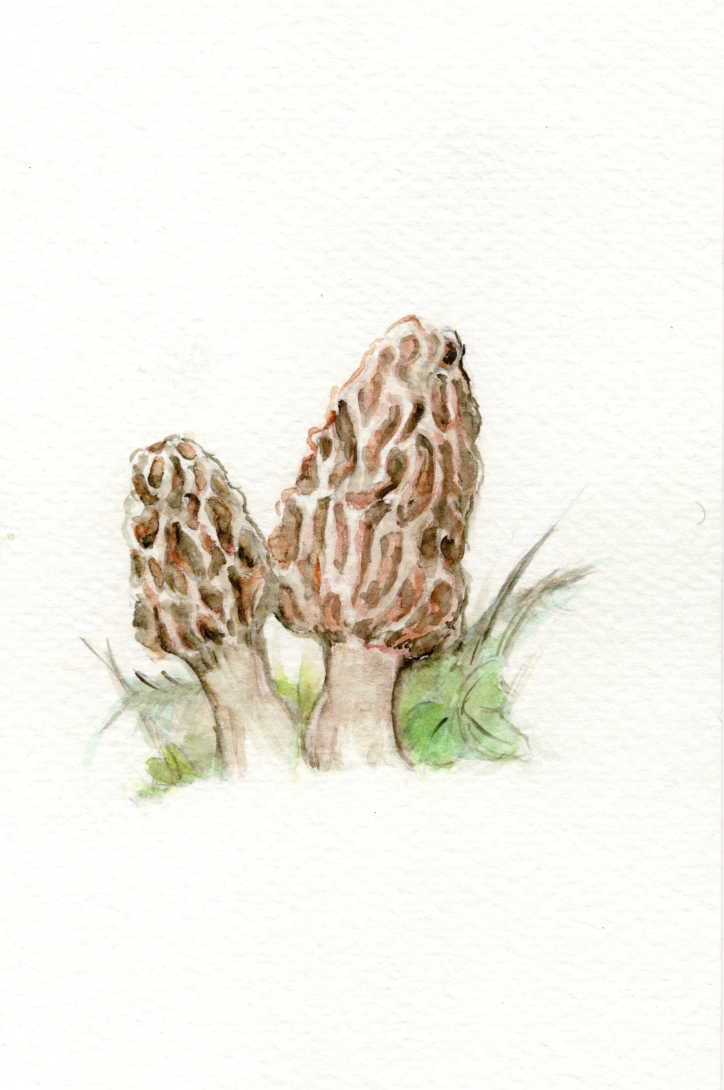 Morels