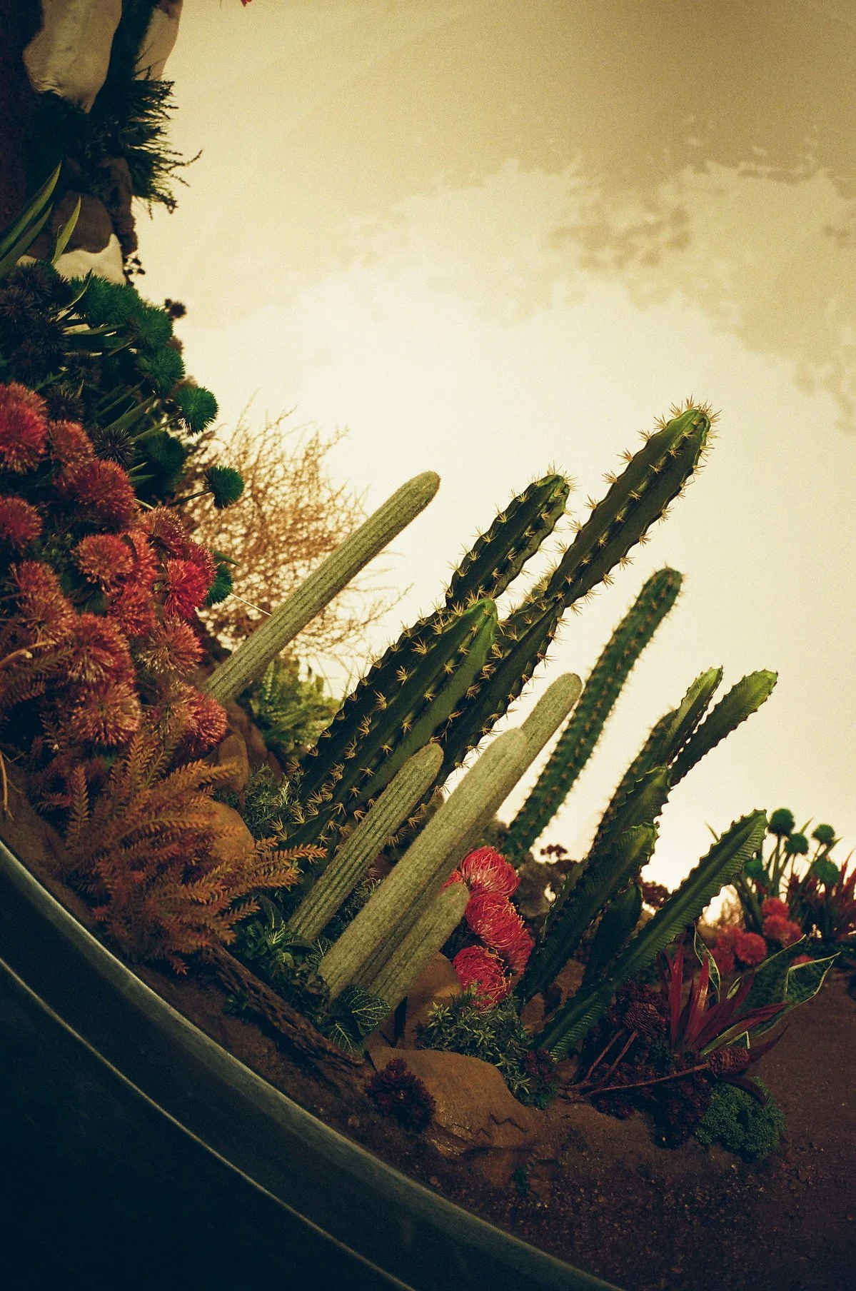 Merrell_Photo_Dahsar_RashadRastam01.jpeg