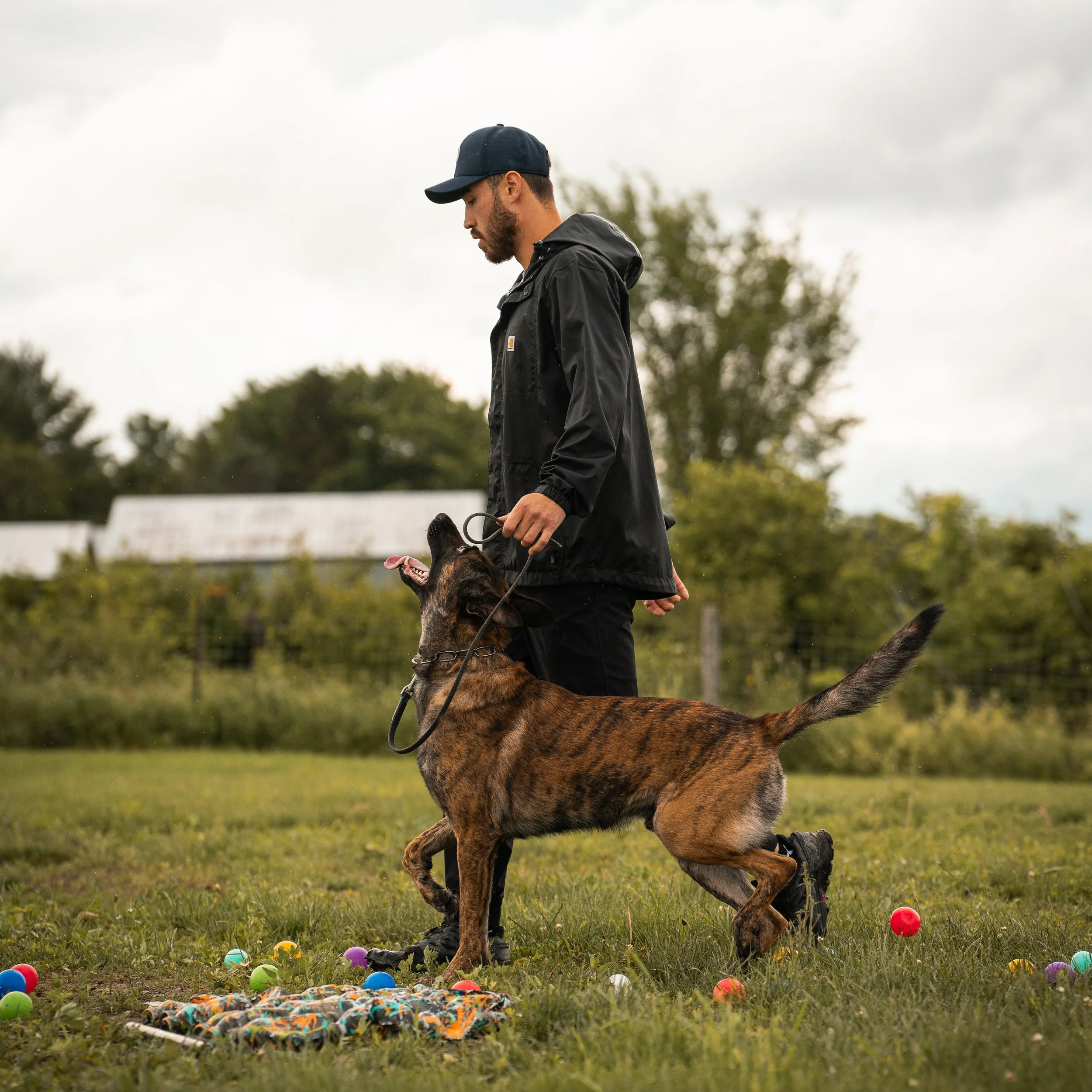 Professional dog trainer working a Belgian Malinois in Oakville, Ontario.