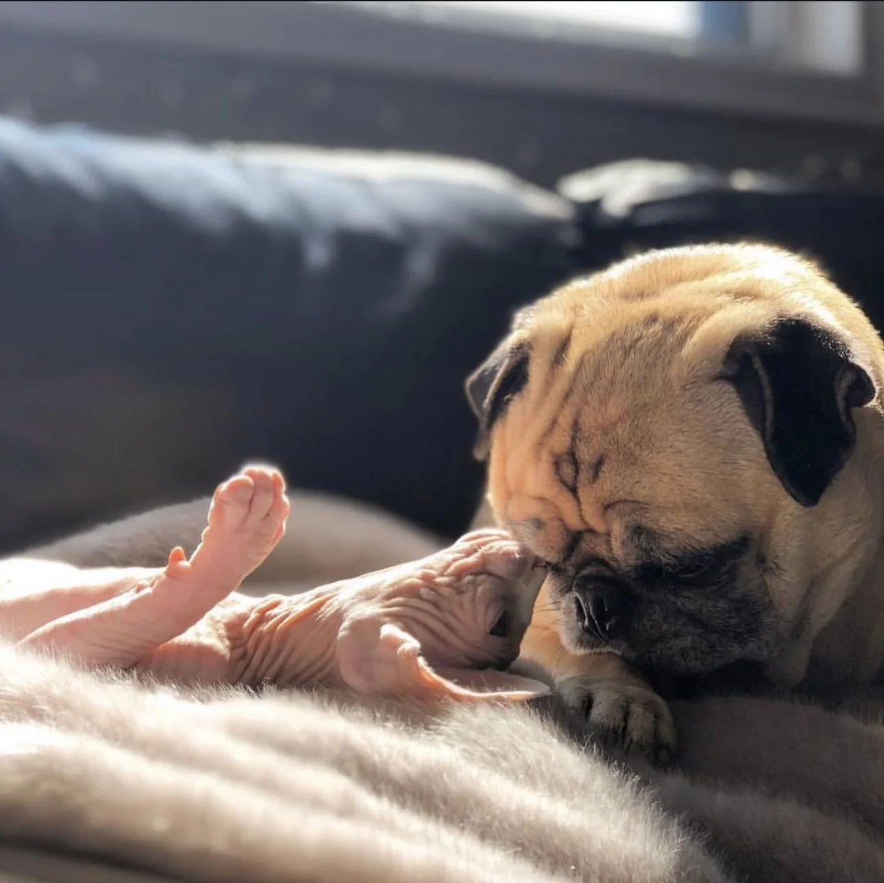 Puppy socialization and confidence building with Oakville dog trainer.