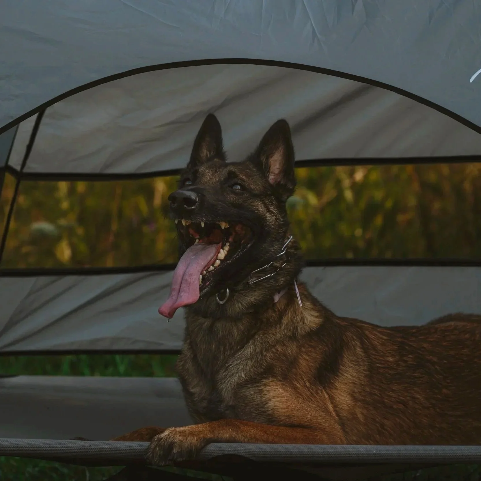 Belgian Malinois practicing place training with Oakville dog trainer.