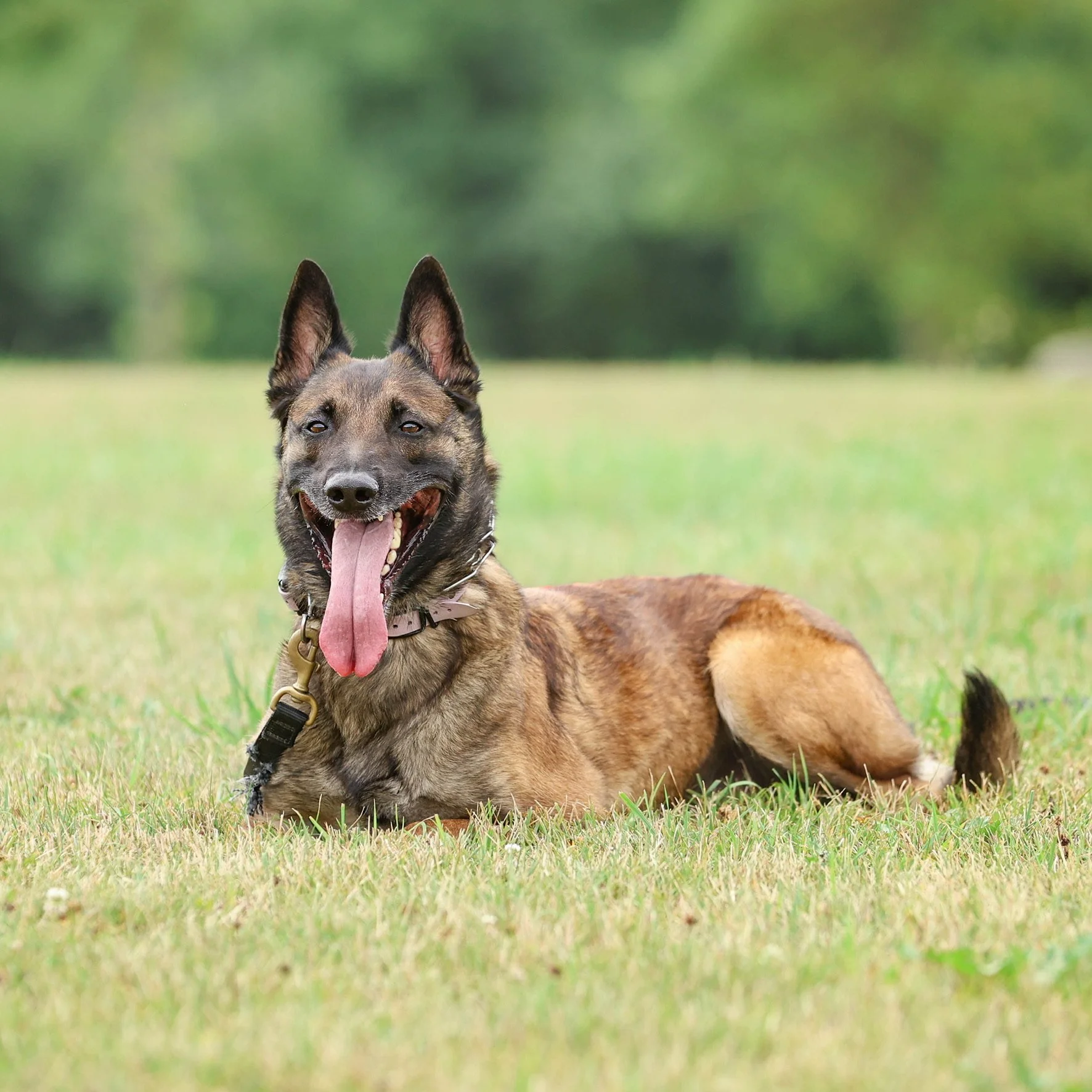 Belgian Malinois displaying calm, relaxed behavior during structured dog training with Lakeshore Canine in Oakville.