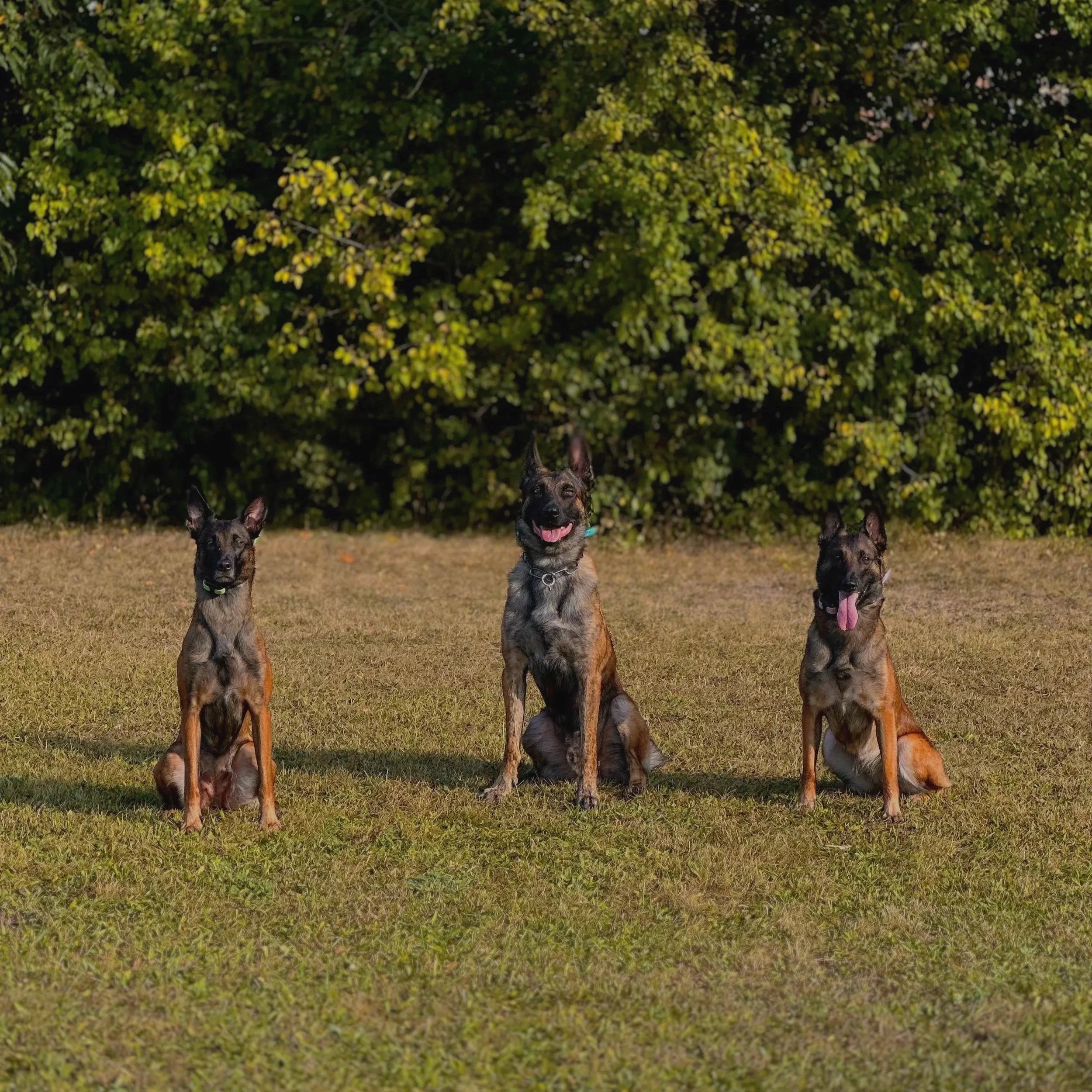 Group obedience training with Belgian Malinois dogs in Oakville.